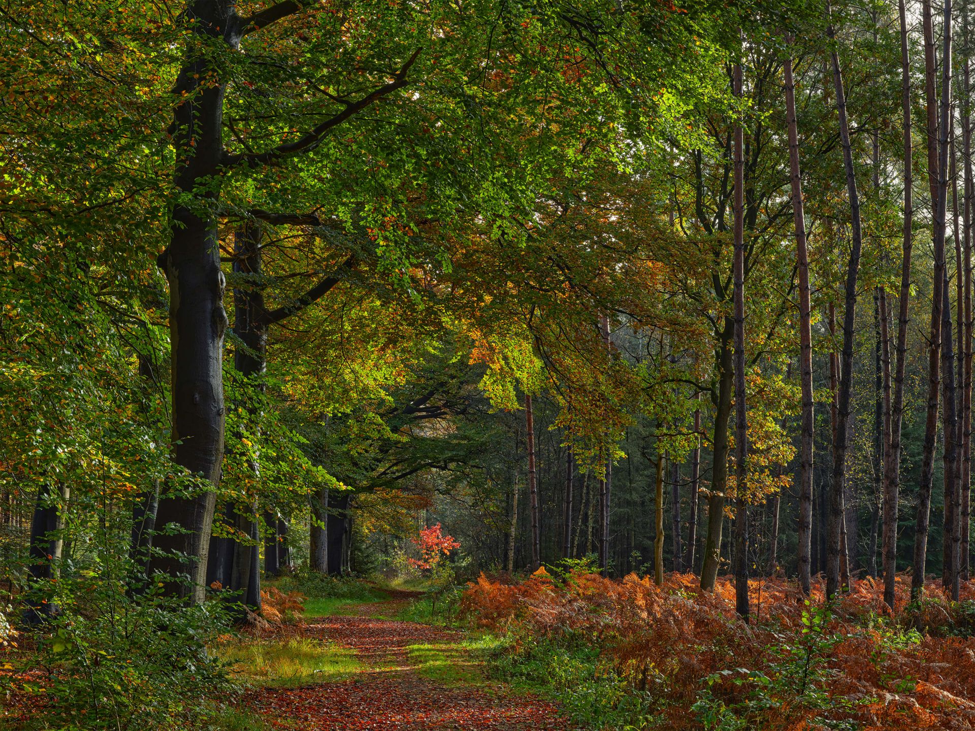 Chemin de feuilles à travers la forêt main product photo