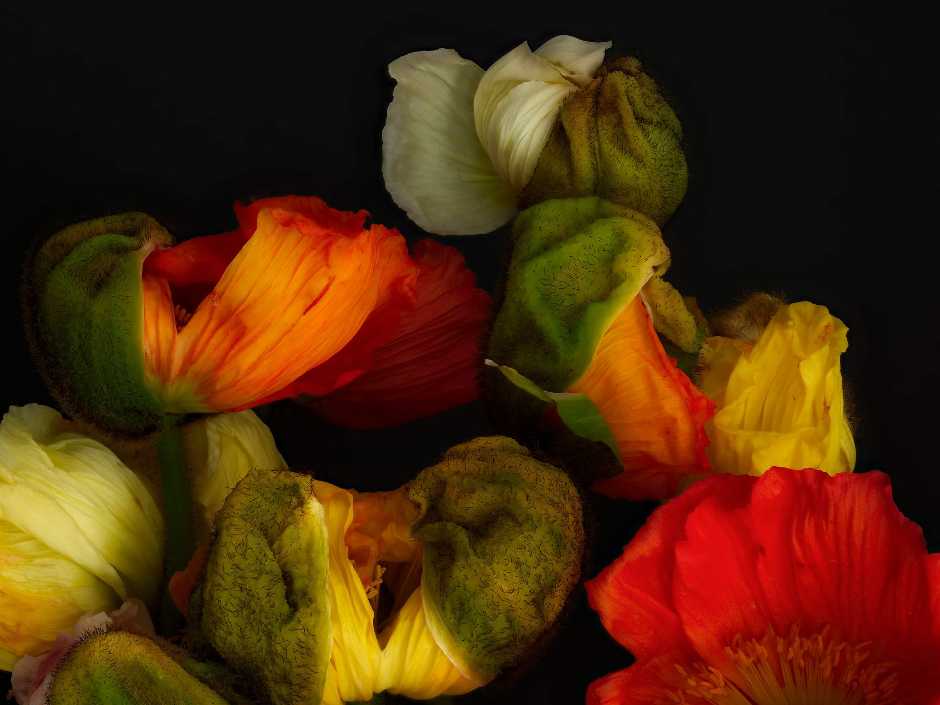 Coquelicots bourgeonnants main product photo