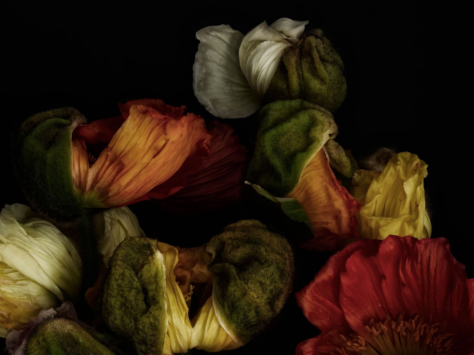 Coquelicots en gros plan main product photo