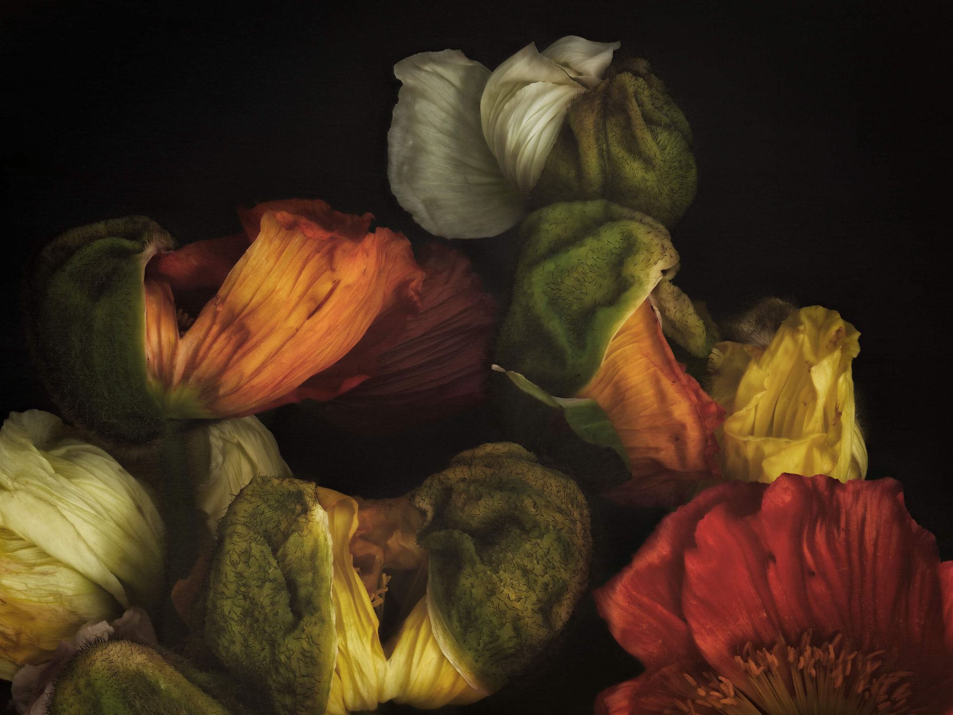 Composition de coquelicots en bourgeon main product photo