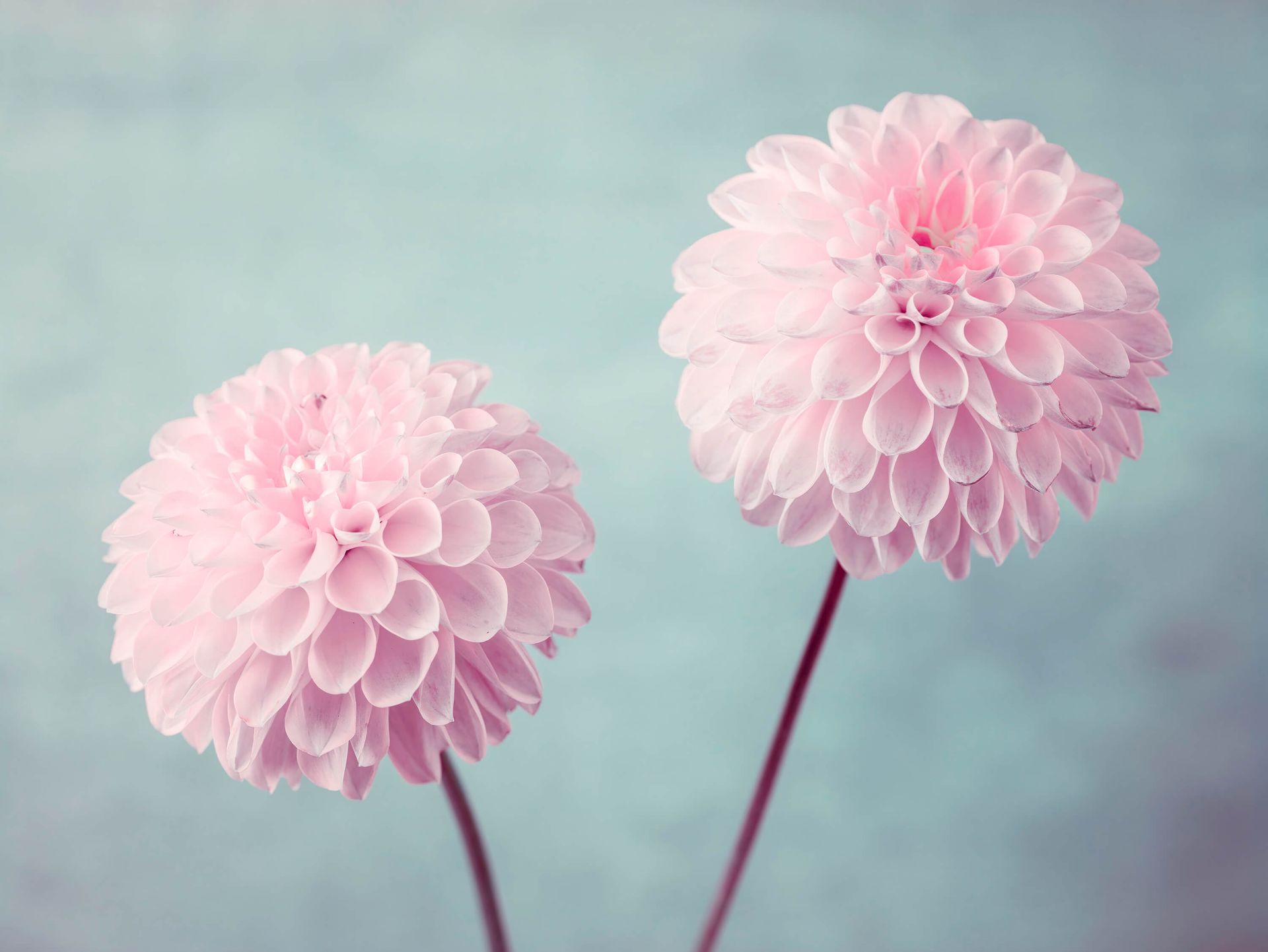 Deux fleurs de Dahlia