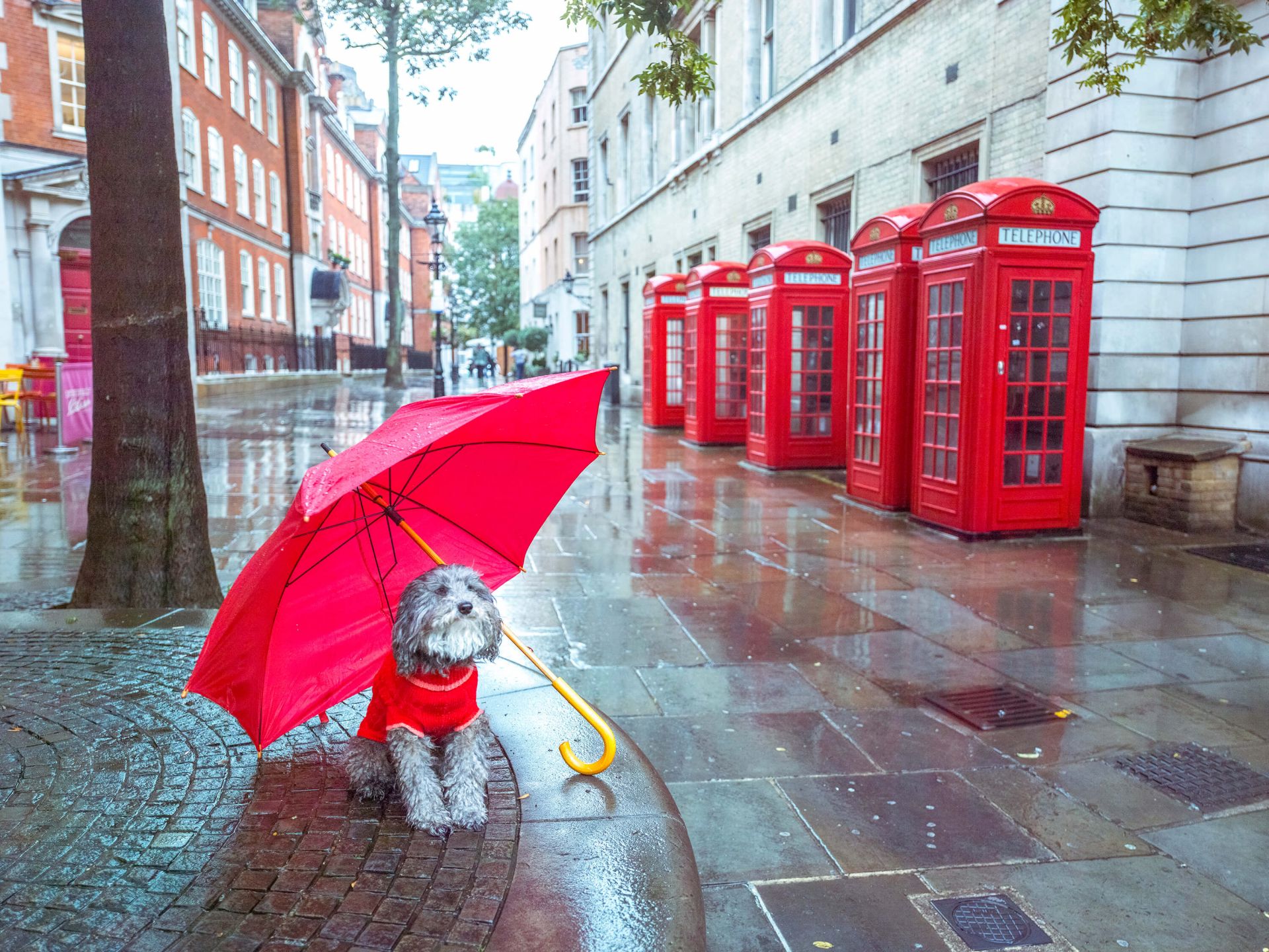 Chien avec un parapluie Chien avec un parapluie