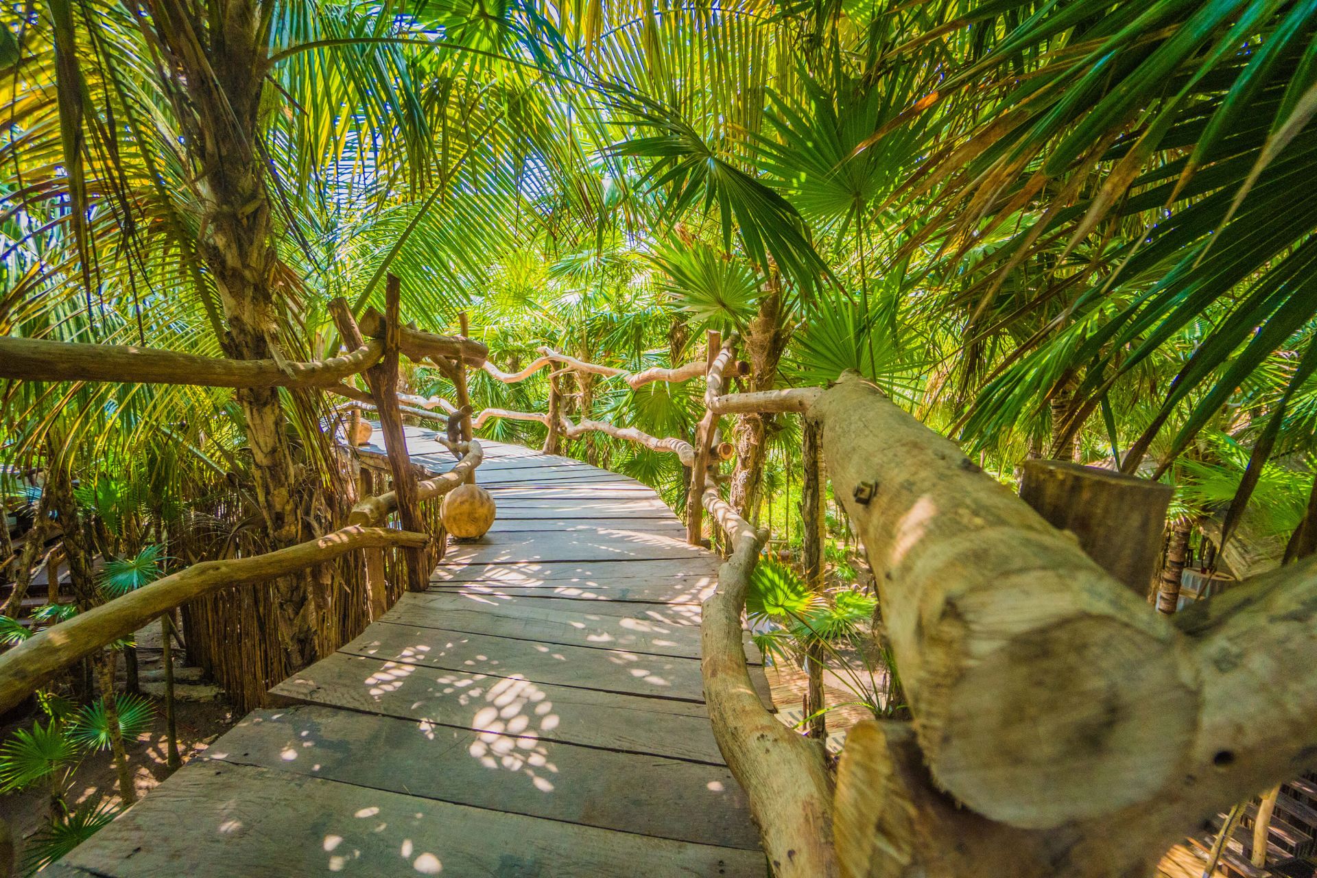 Pont dans la jungle tropicale Pont dans la jungle tropicale