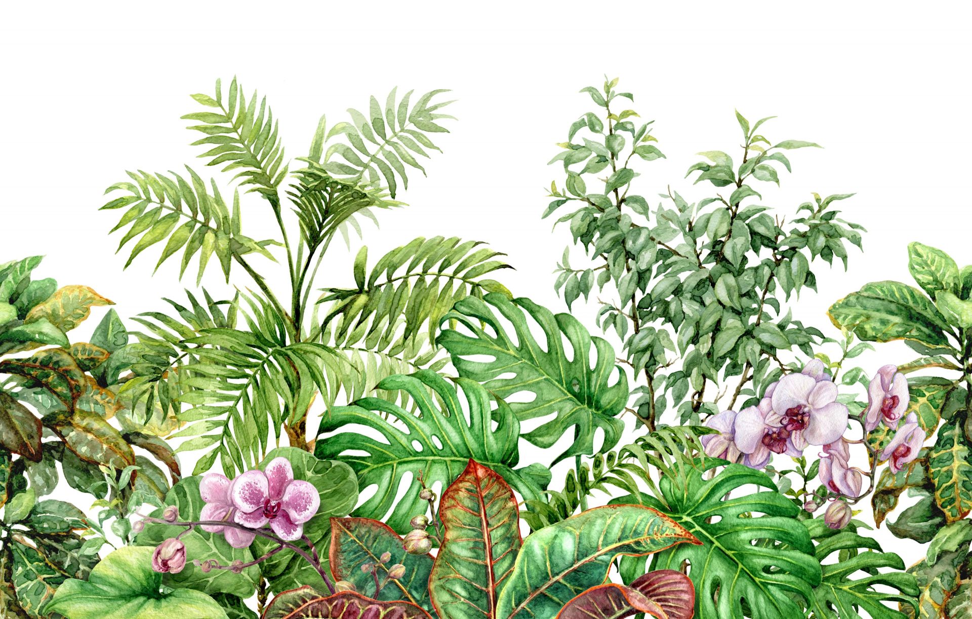 Plantes tropicales à l'aquarelle Plantes tropicales à l'aquarelle