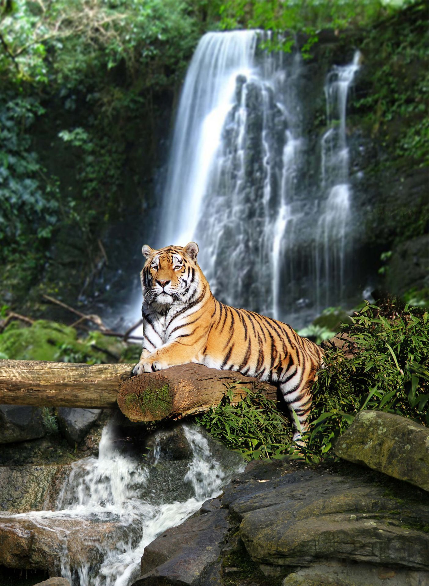 Tigre dans la jungle Tigre dans la jungle
