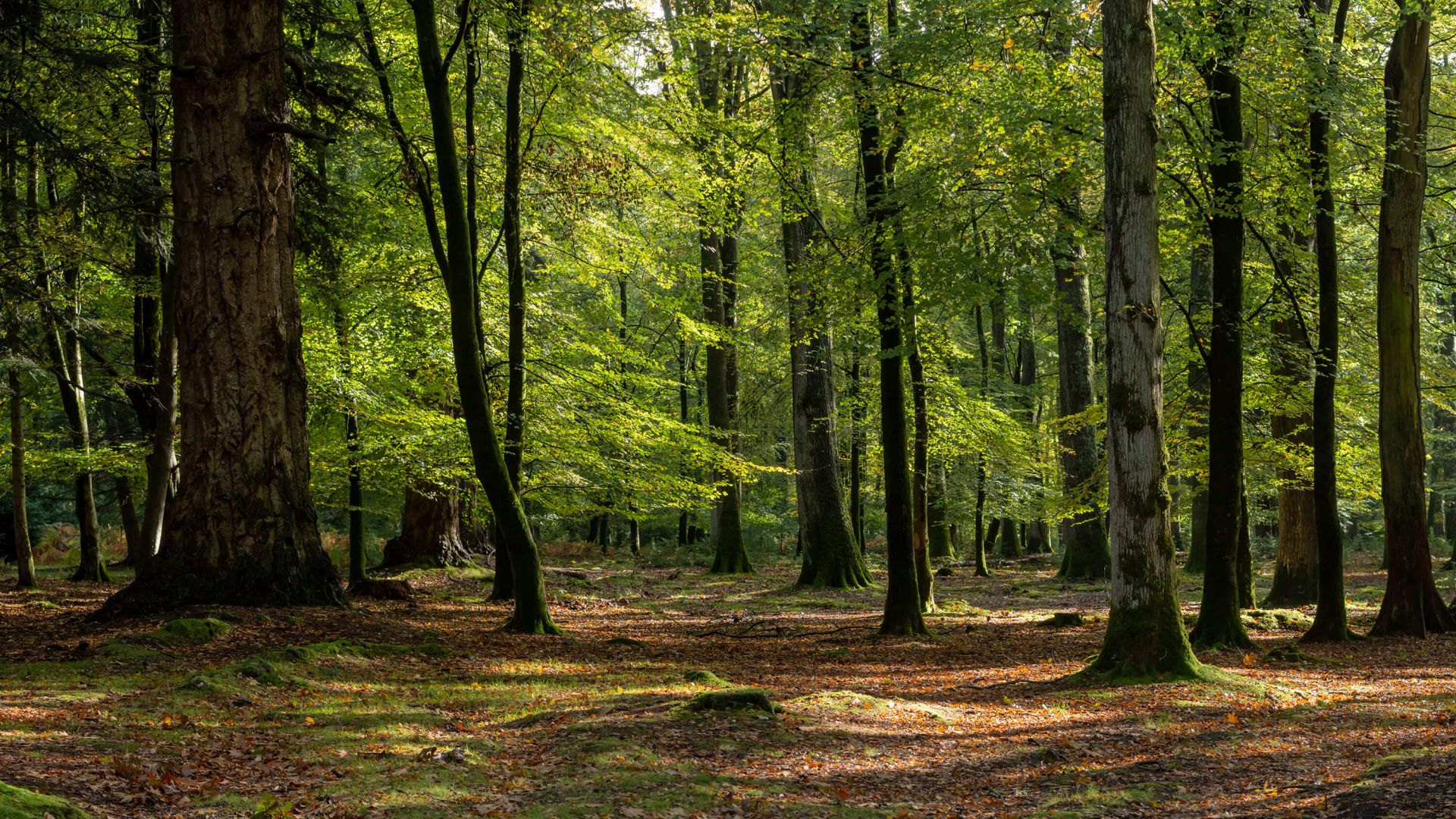 Promenade en forêt main product photo