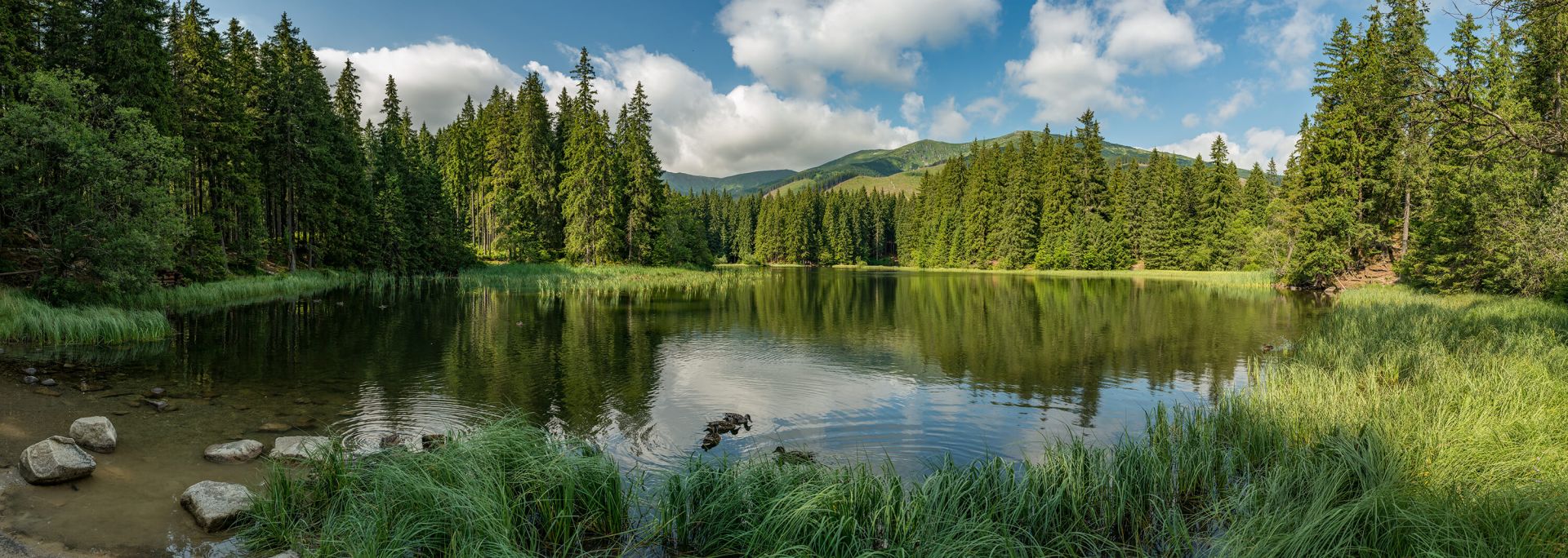 Lac dans la forêt main product photo