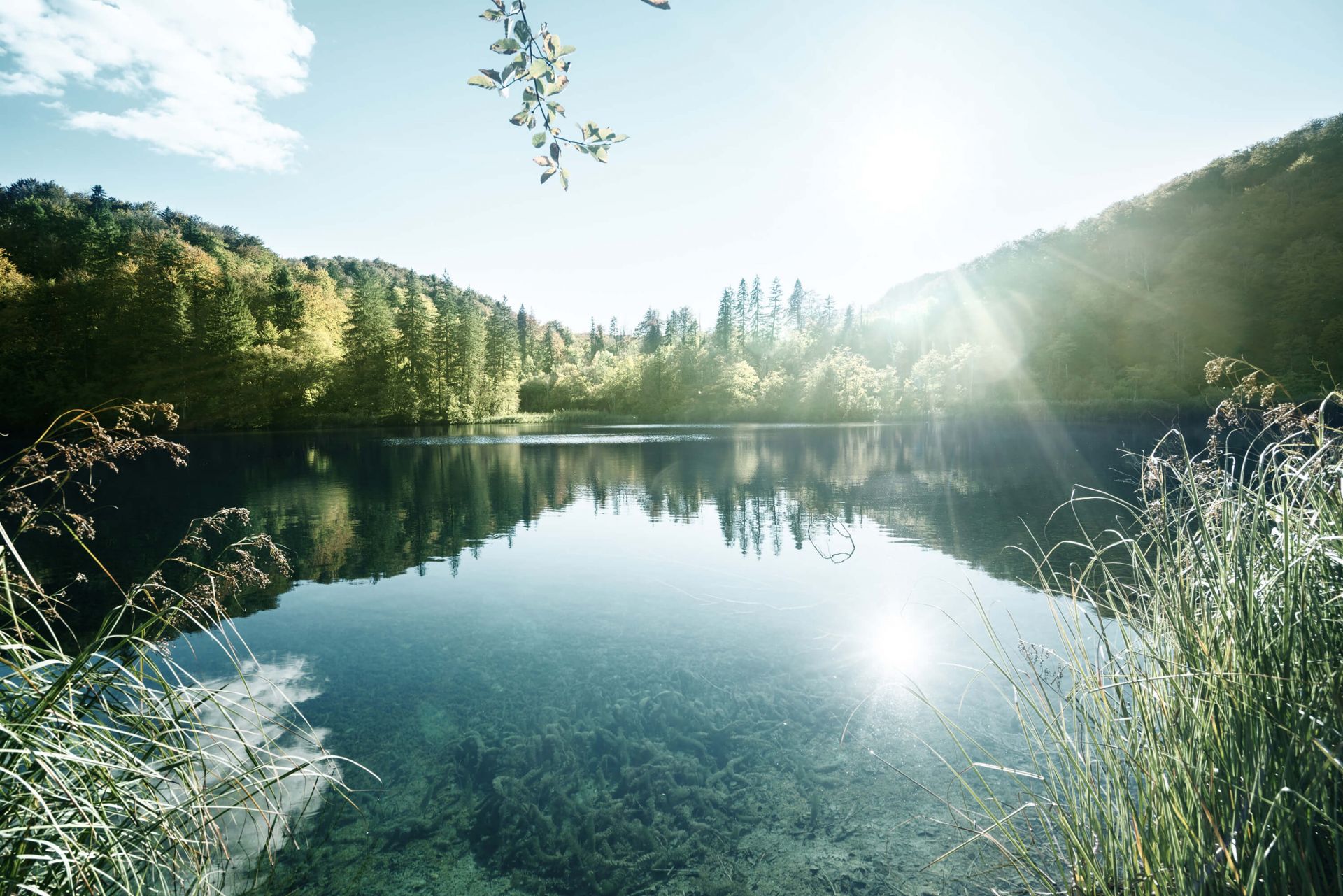 Lac dans la forêt main product photo