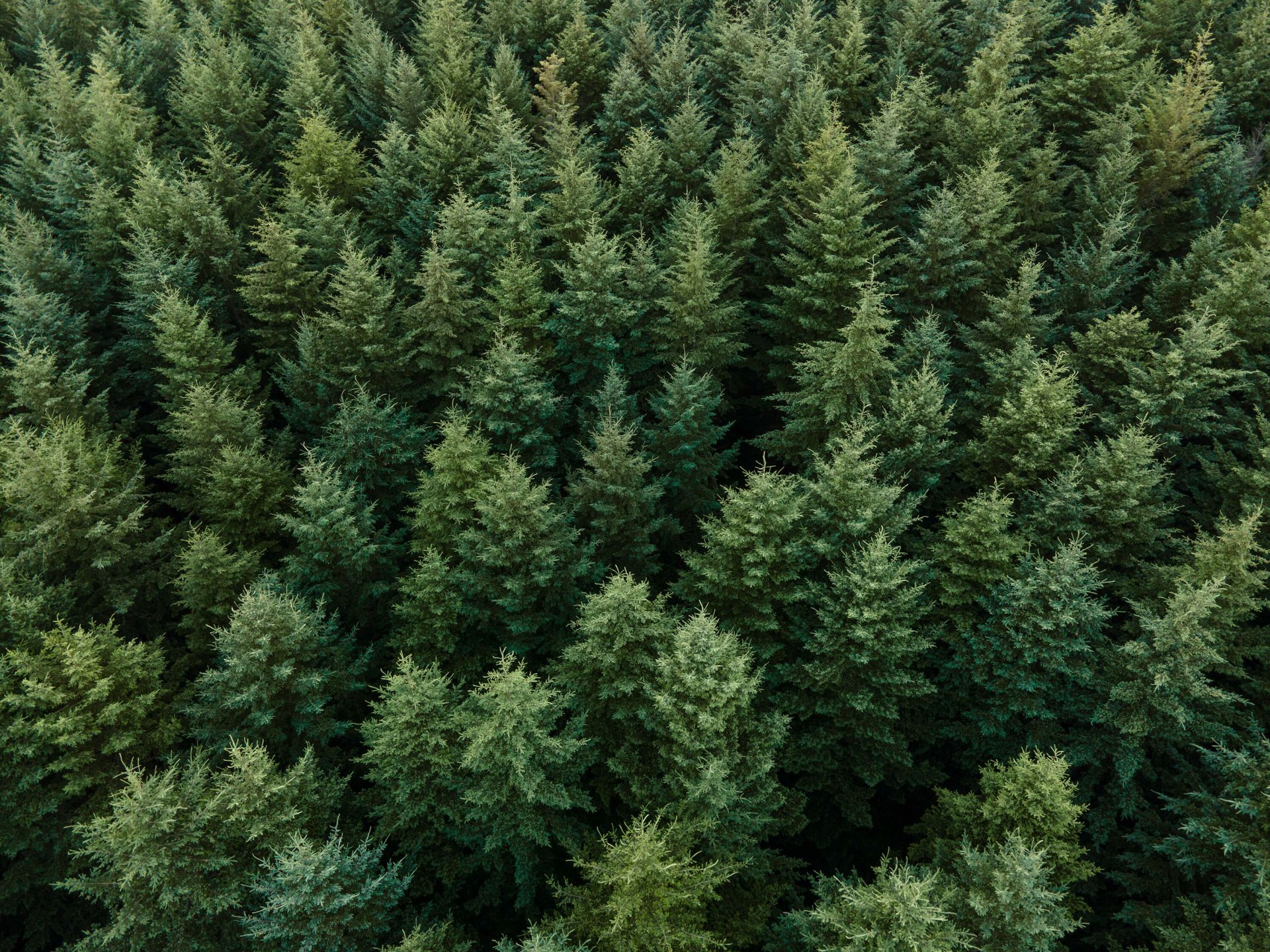 Les sapins de Douglas vus d'en haut main product photo