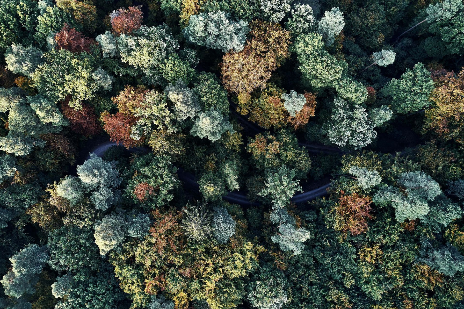 Forêt d'automne vue d'en haut main product photo