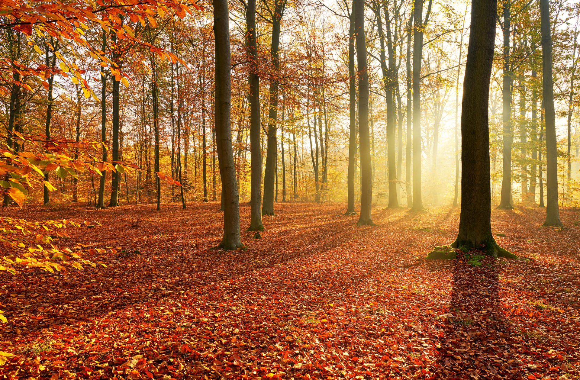 Matin d'automne dans la forêt main product photo
