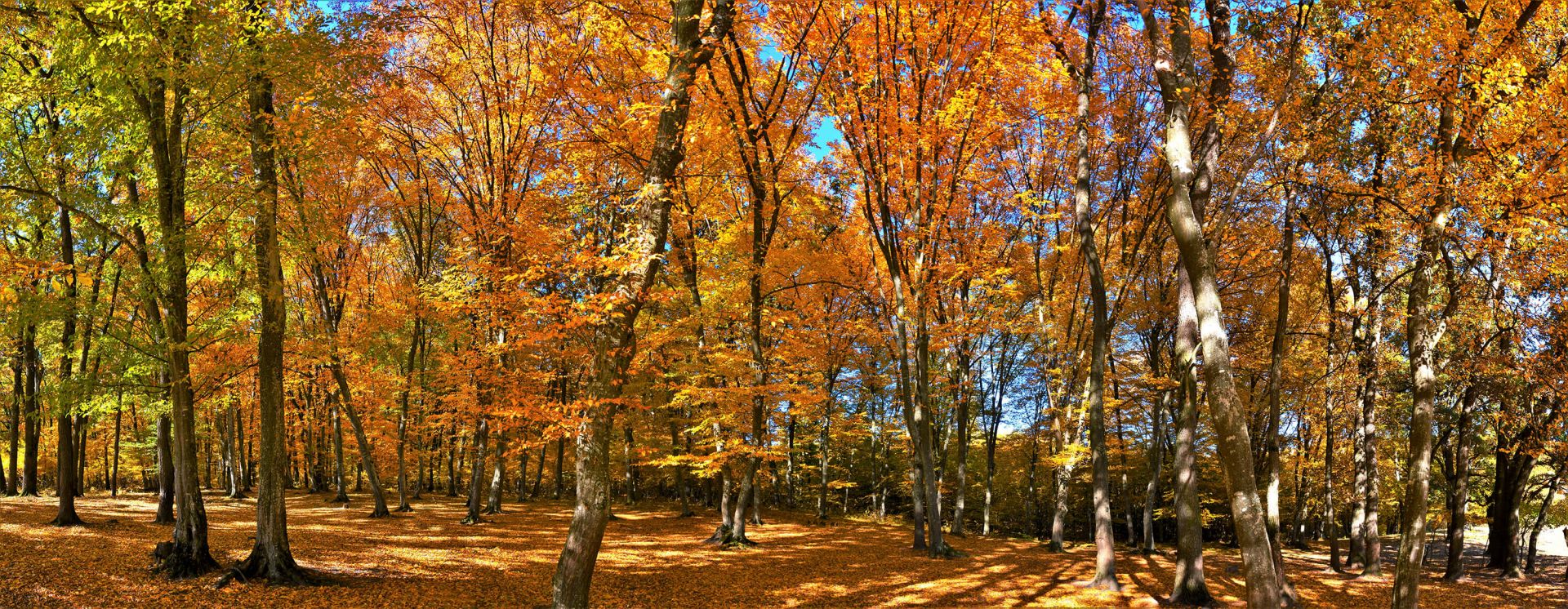 L'automne dans la forêt main product photo