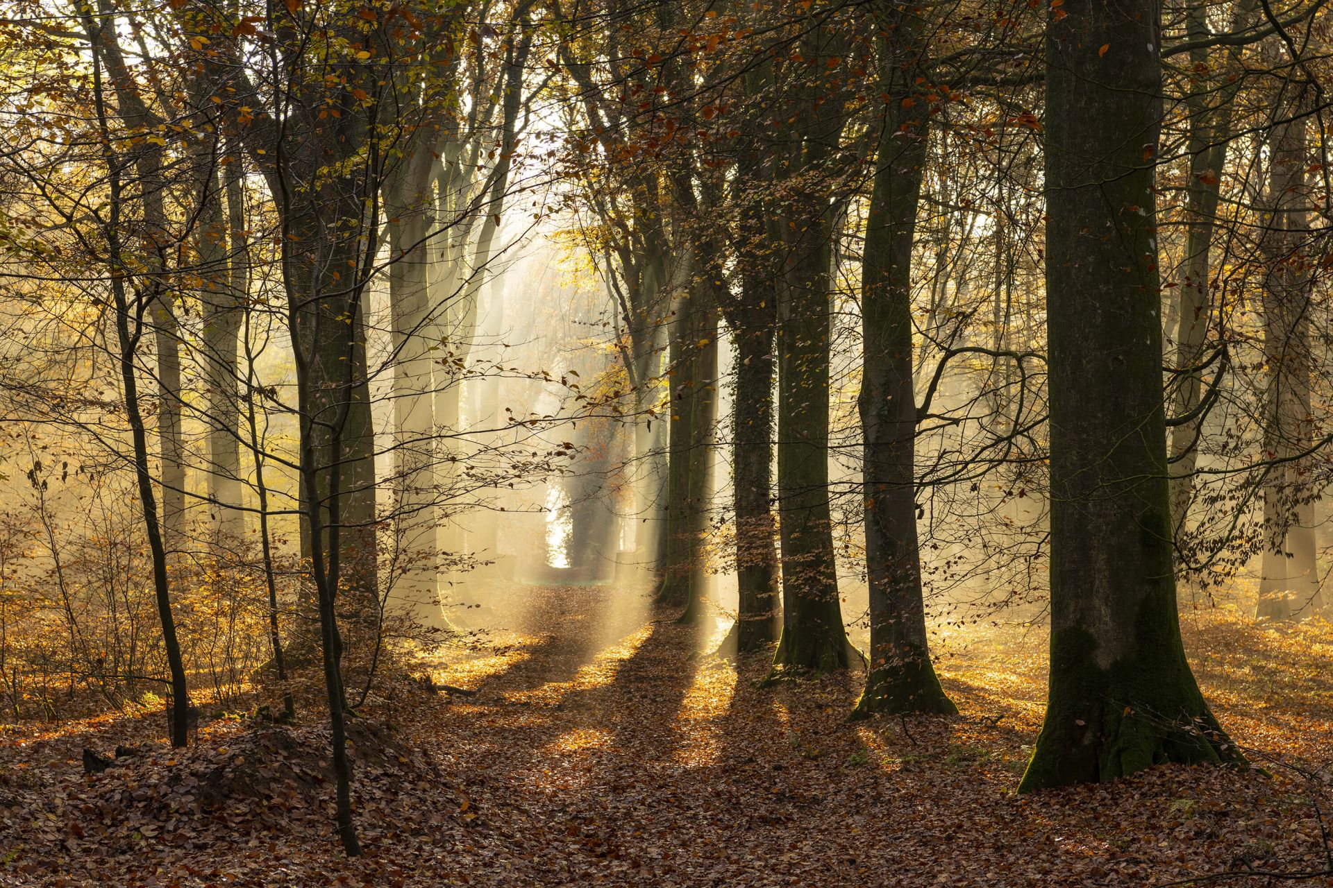 La forêt de Crécy en automne main product photo