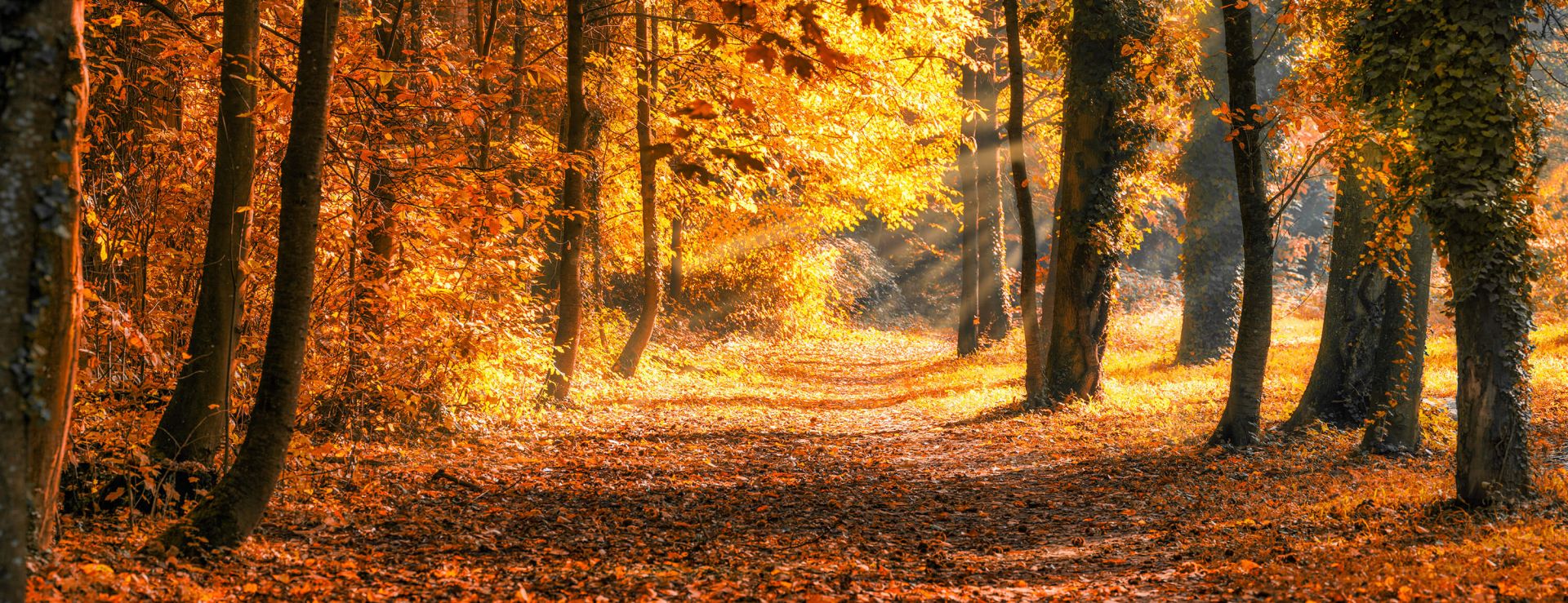 Panorama en automne main product photo