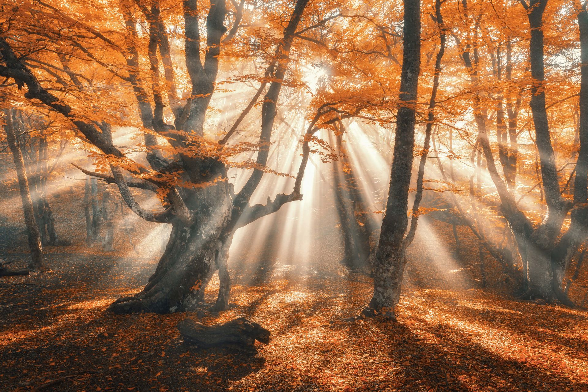 Forêt d'automne magique main product photo