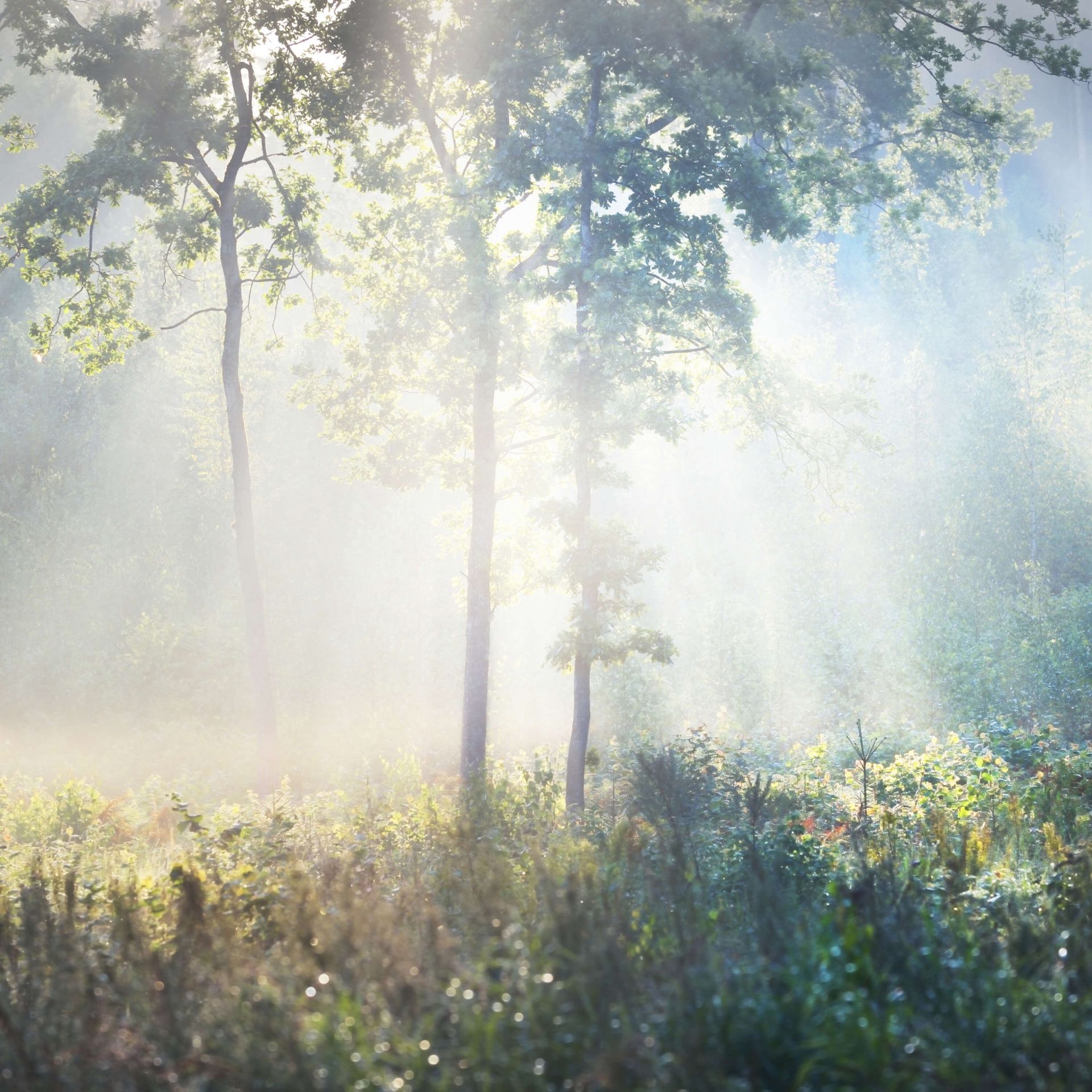 Une forêt mystérieuse main product photo