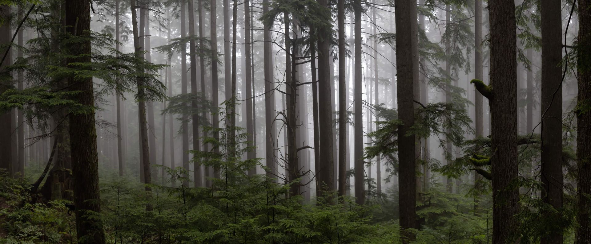 Forêt par temps de brouillard main product photo