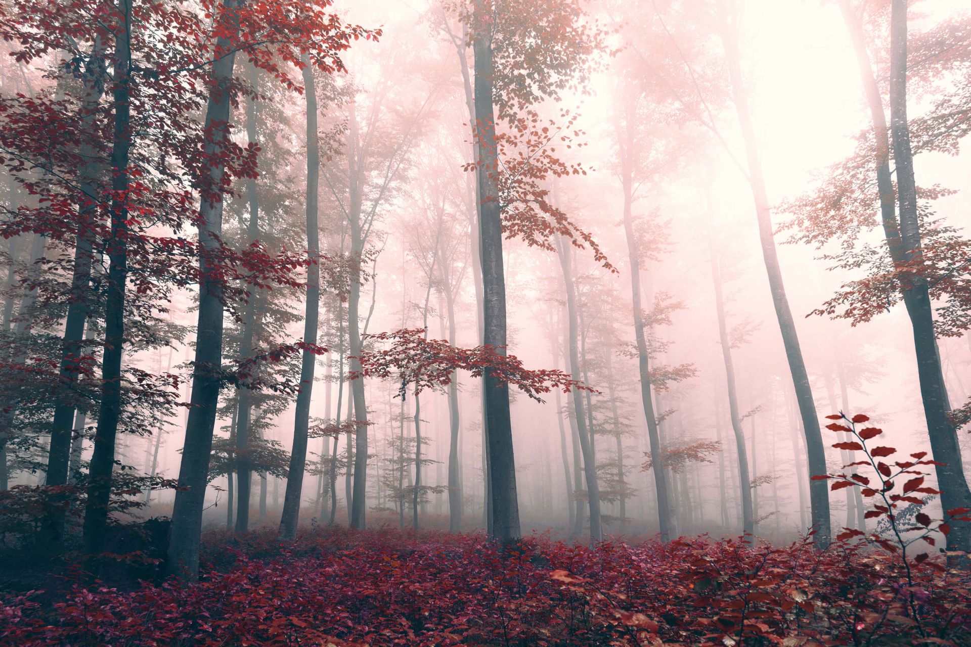 Paysage de forêt rouge main product photo