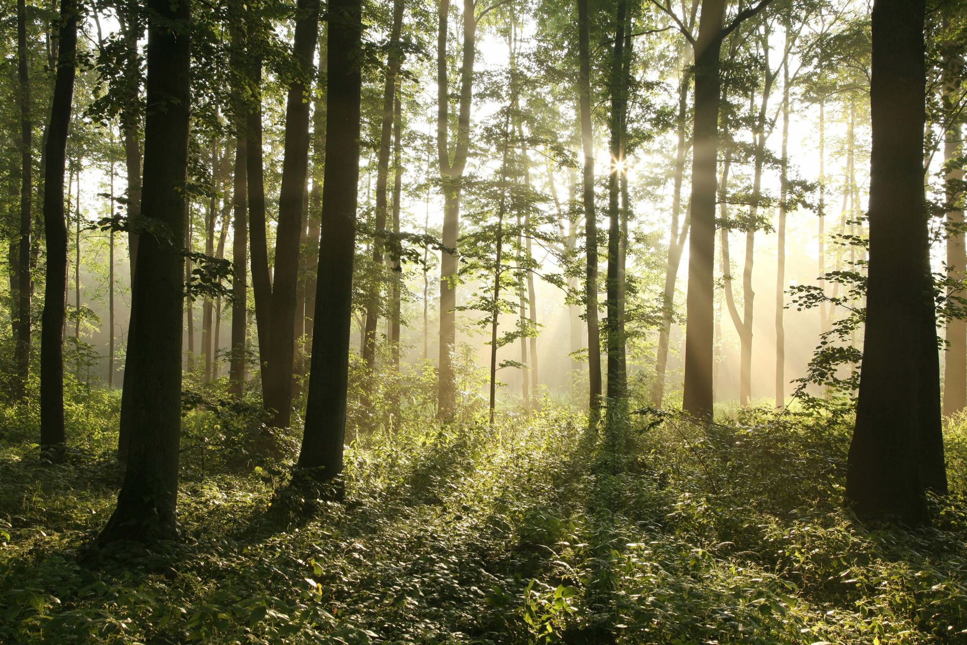 Forêt de feuillus brumeuse