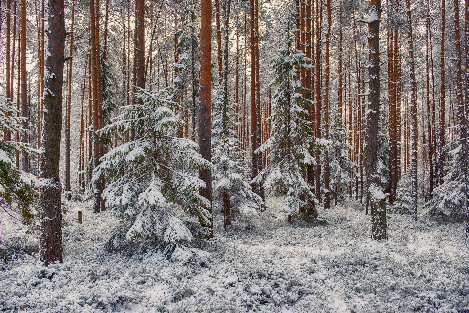 Forêt dans la neige main product photo