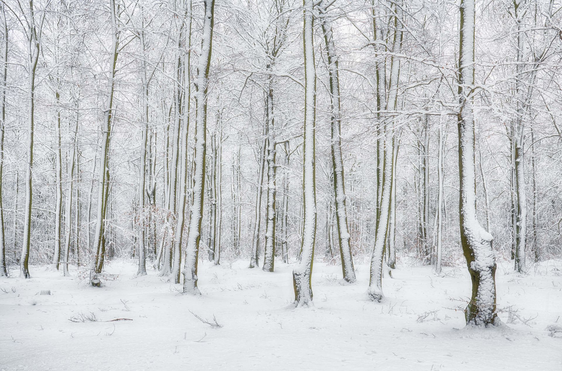 Forêt avec neige main product photo