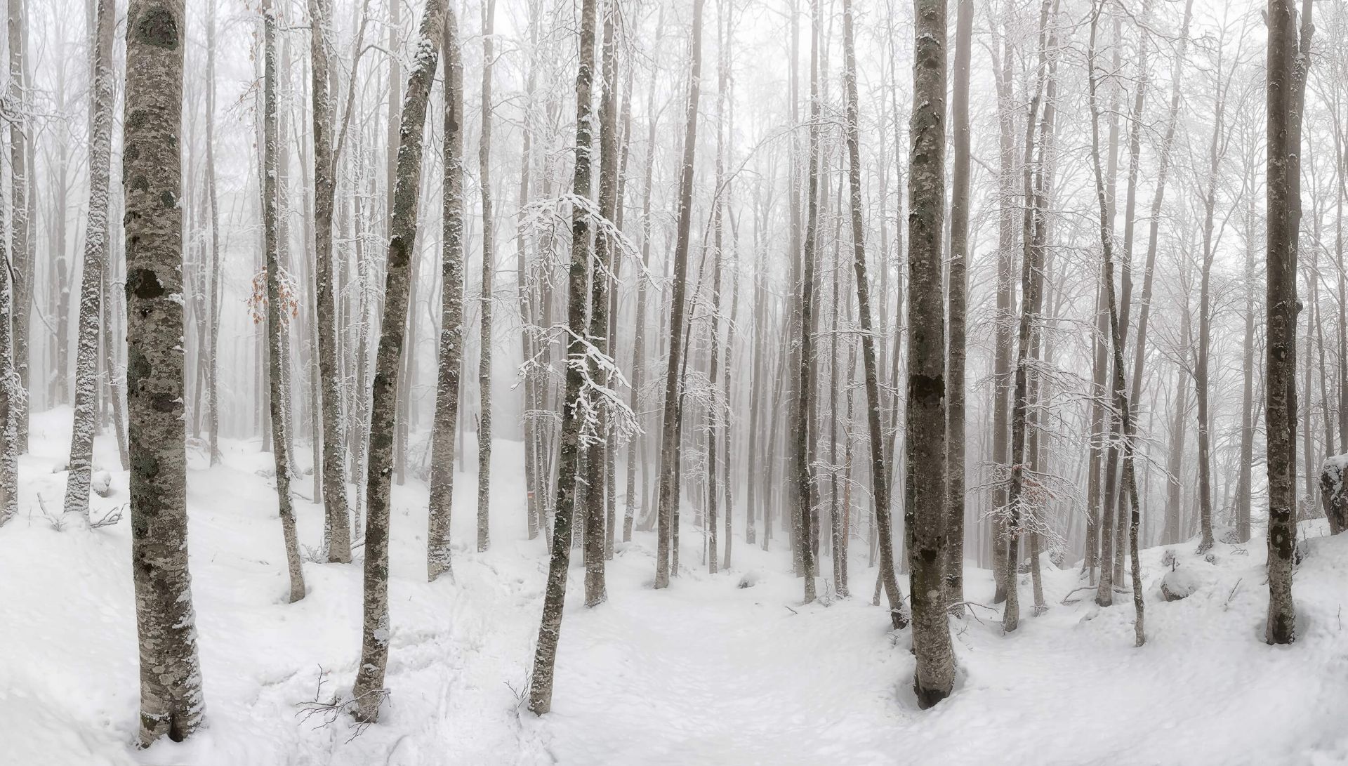 Forêt de hêtres avec de la neige main product photo