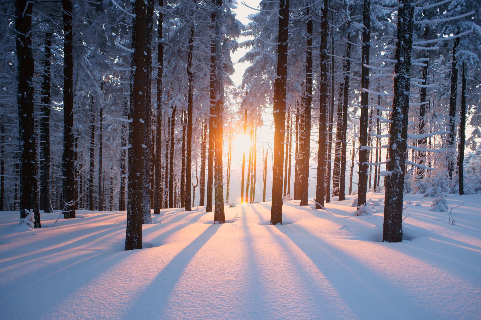 Coucher de soleil dans une forêt d'hiver main product photo