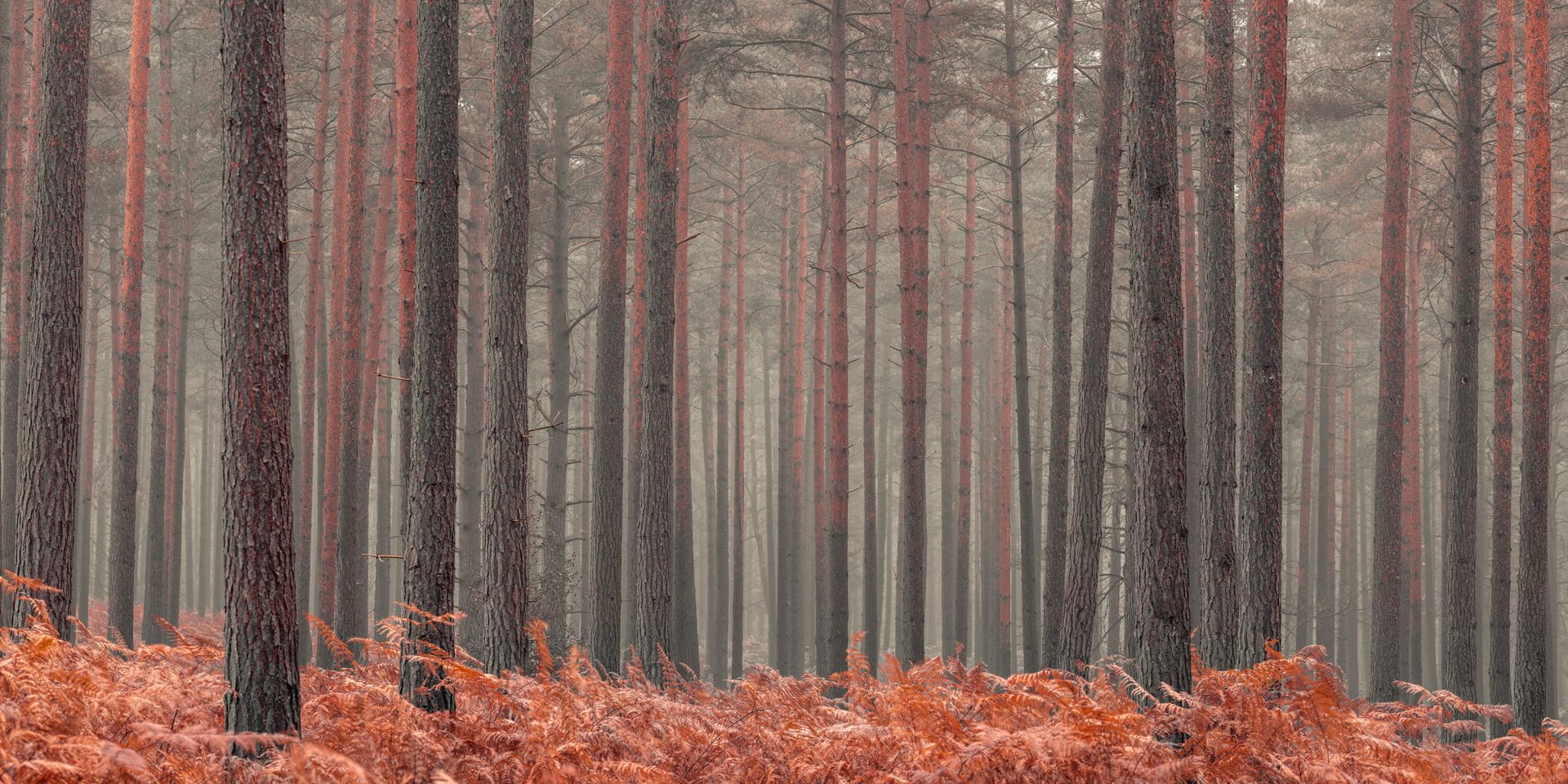 Arbres en automne