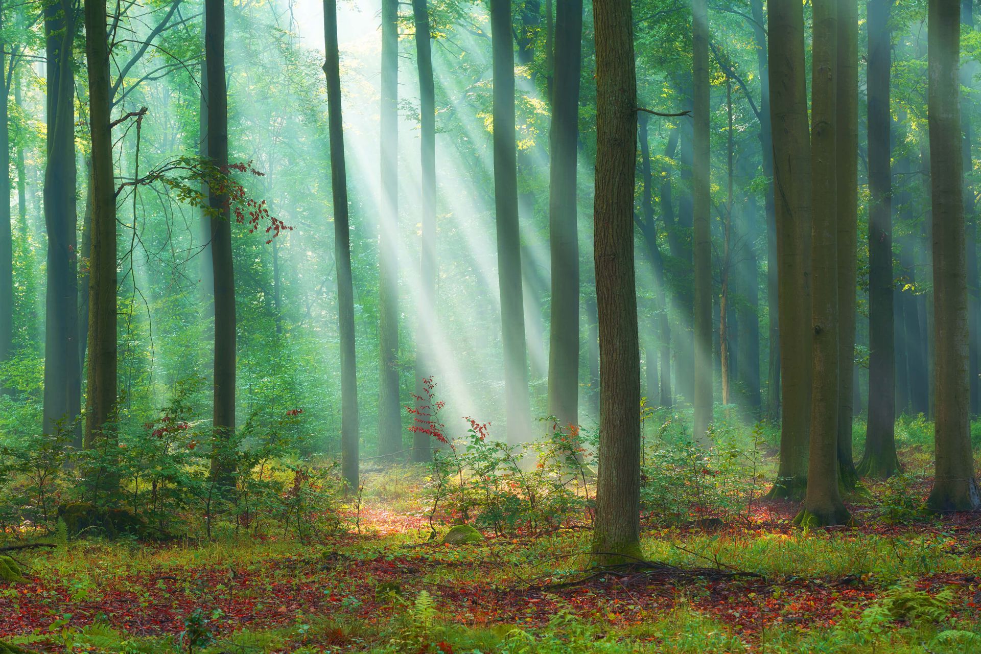 Matin dans les bois main product photo