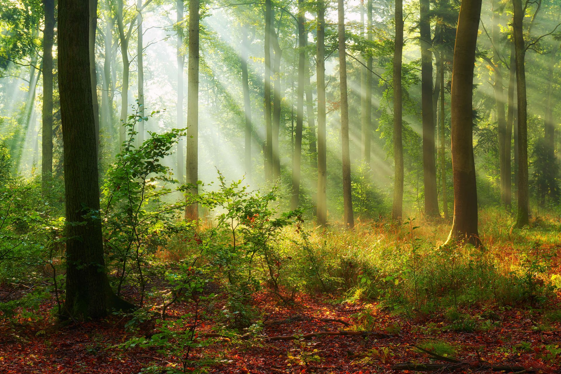 Belle matinée en forêt main product photo