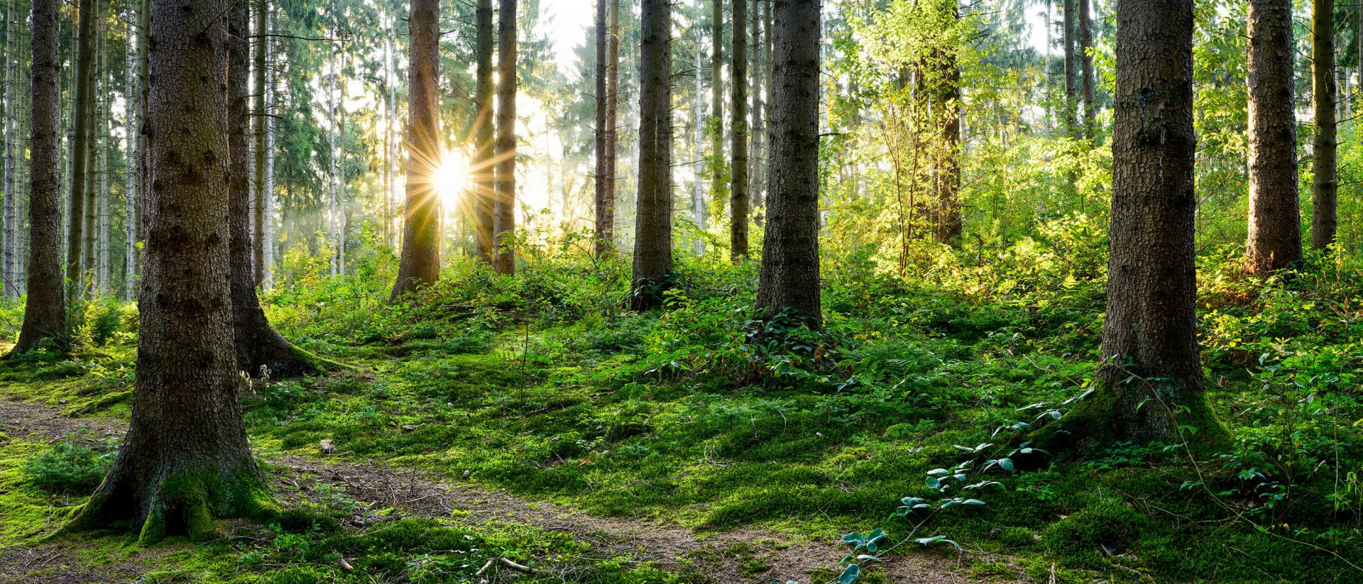 Panorama de la forêt au printemps main product photo