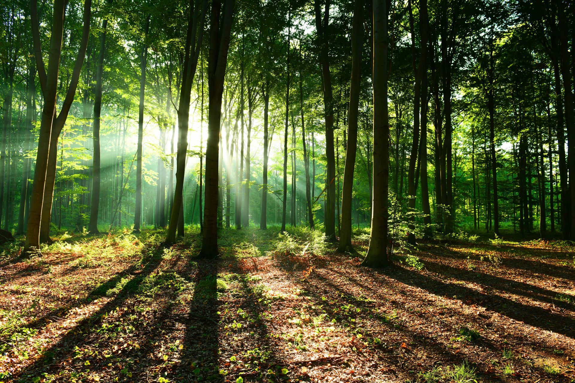 Un matin dans la forêt main product photo