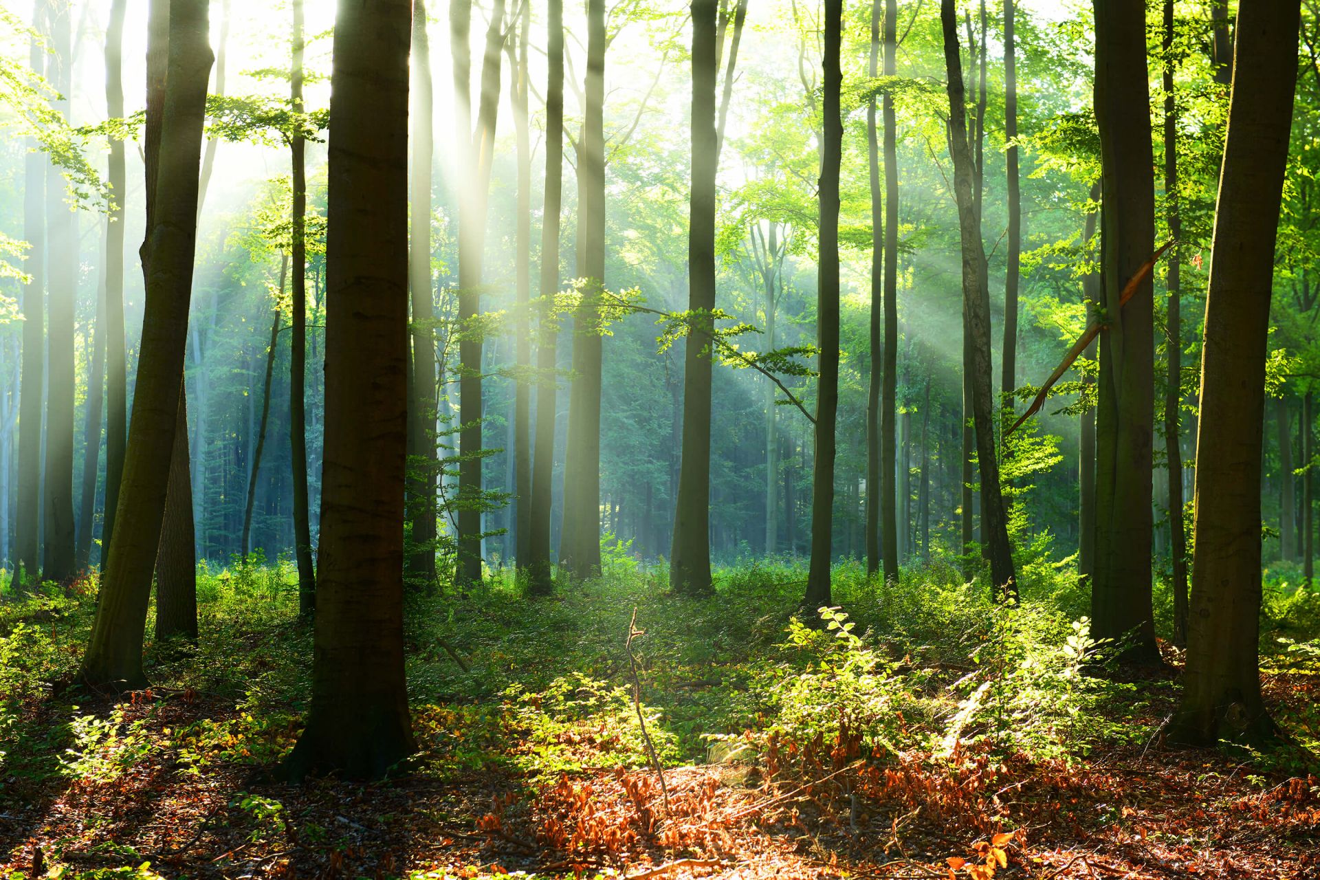 Matin dans la forêt main product photo
