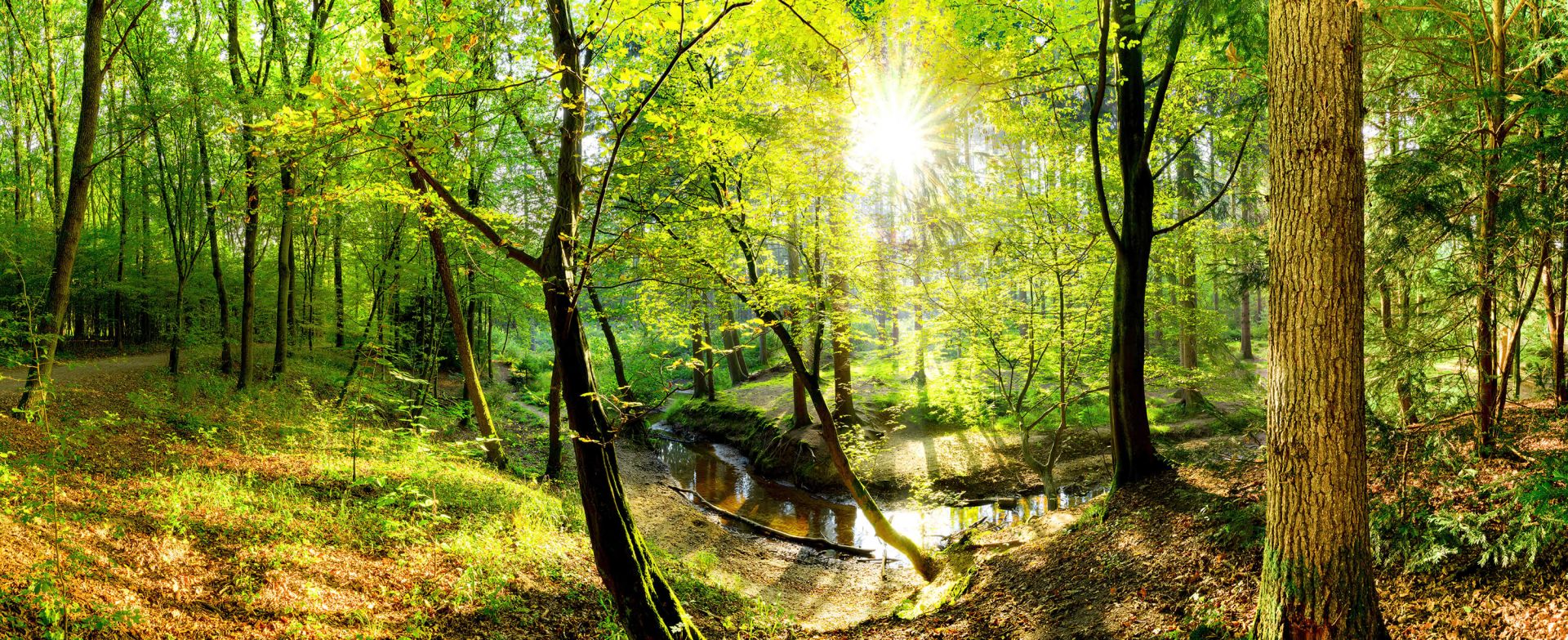 Forêt avec un ruisseau main product photo