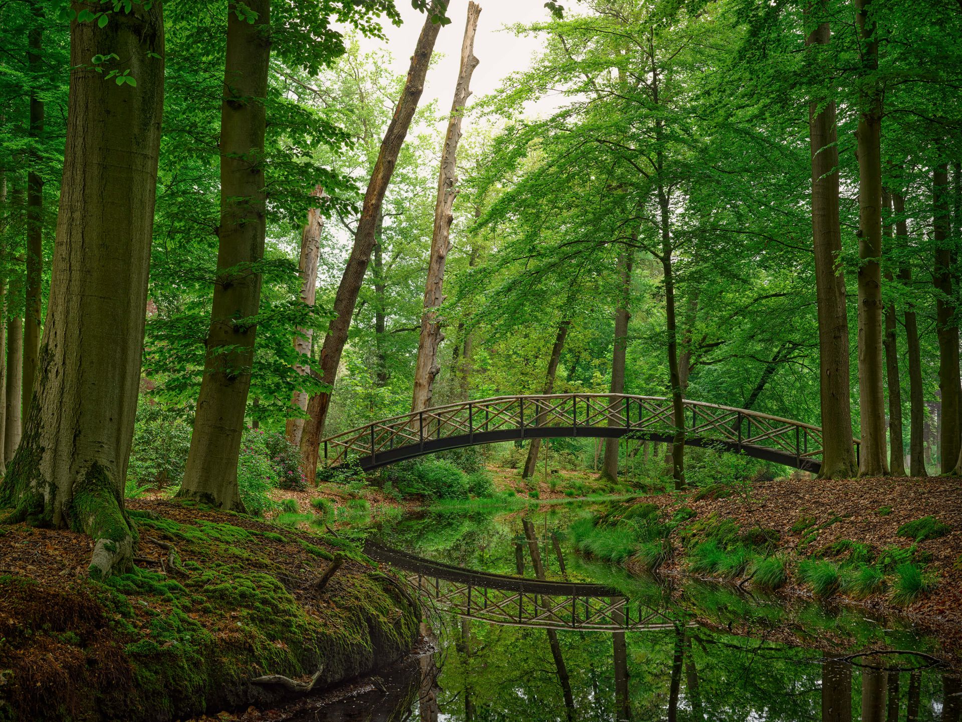 Pont en arc dans les bois main product photo