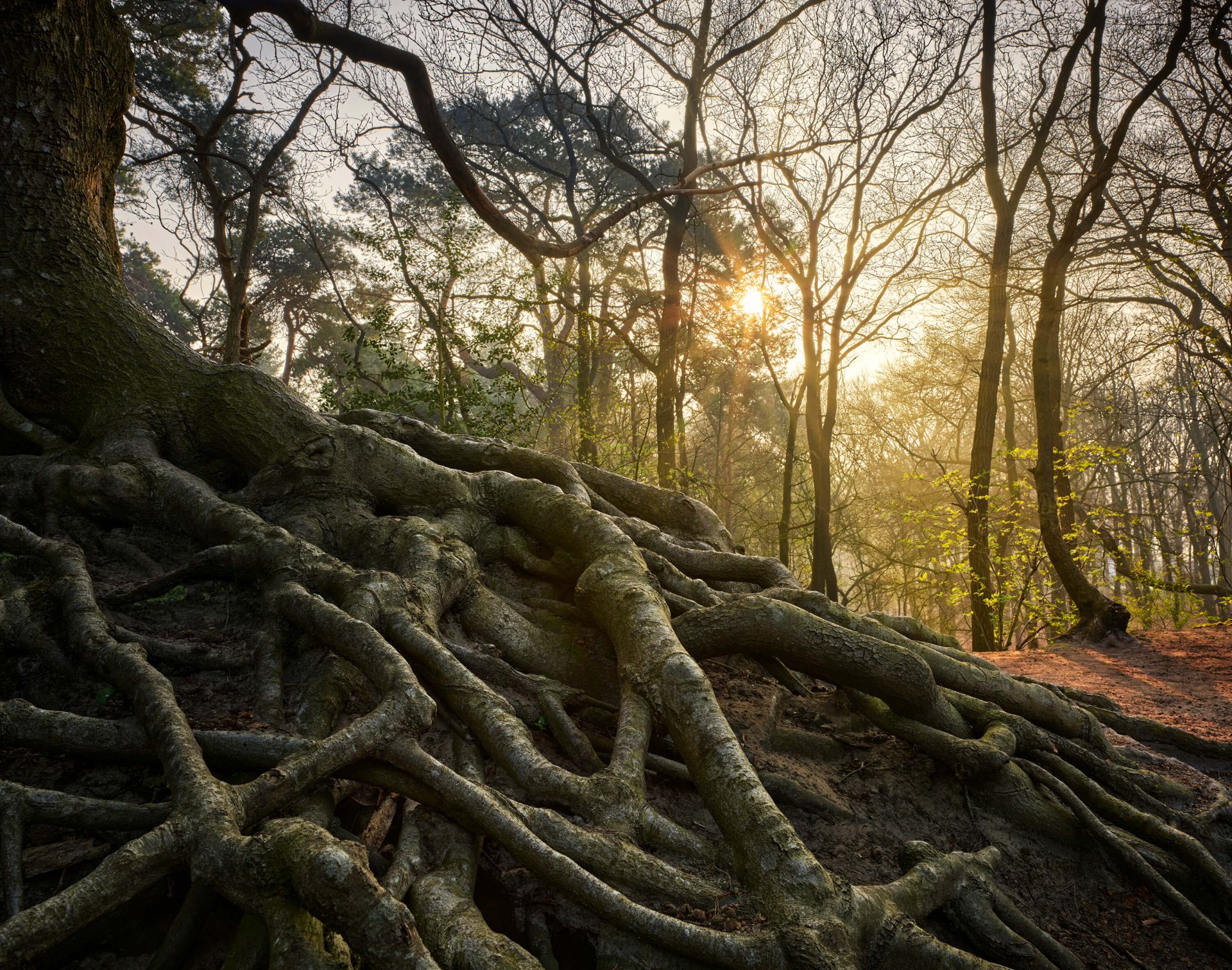 Racines d'arbres au-dessus du sol