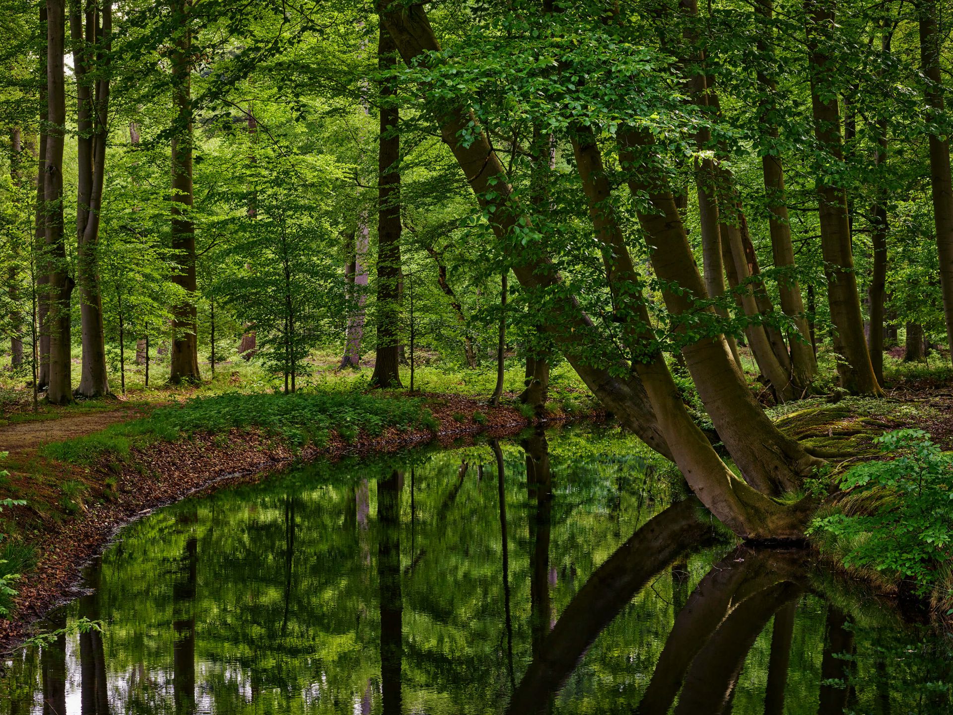 Arbres courbés près de l'eau main product photo
