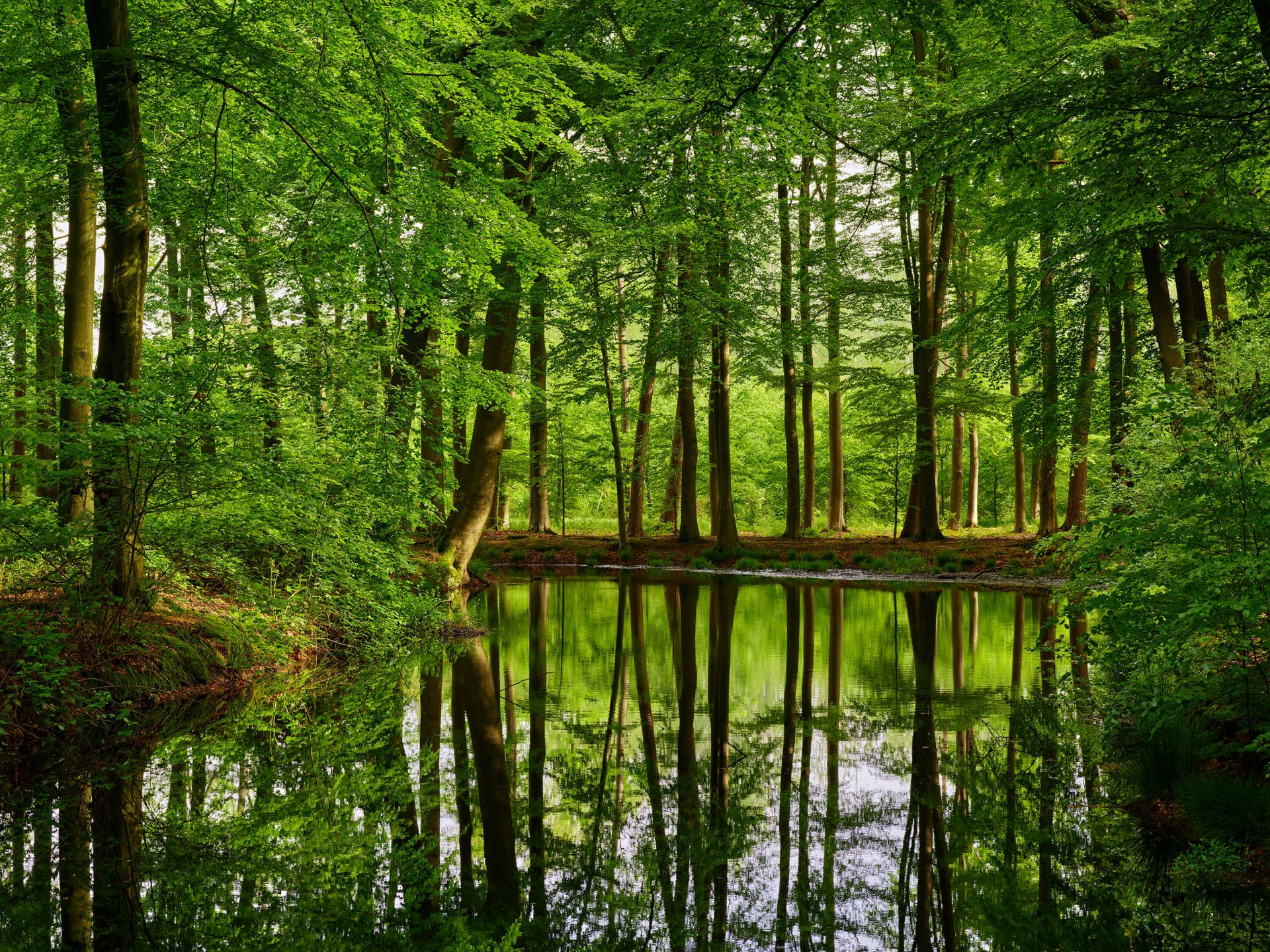 Réflexion d'arbres dans l'eau
