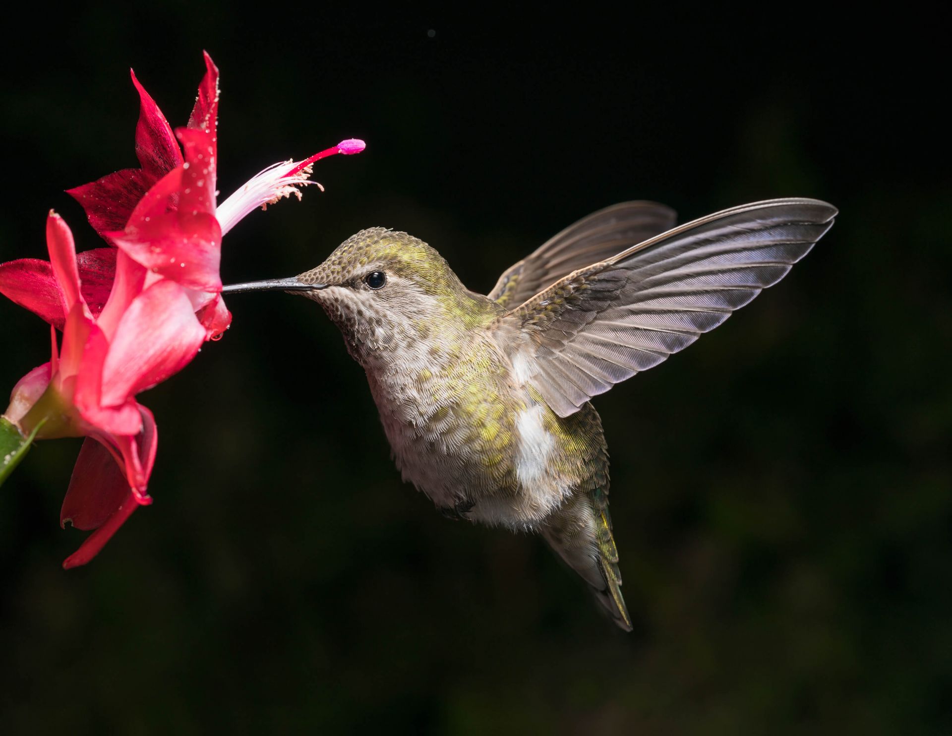 Colibri avec une fleur rouge main product photo