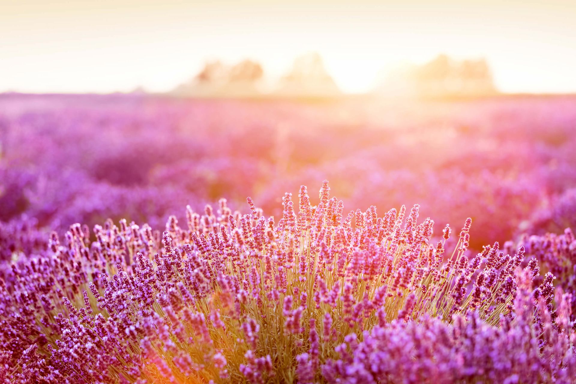 Gros plan sur des fleurs de lavande main product photo