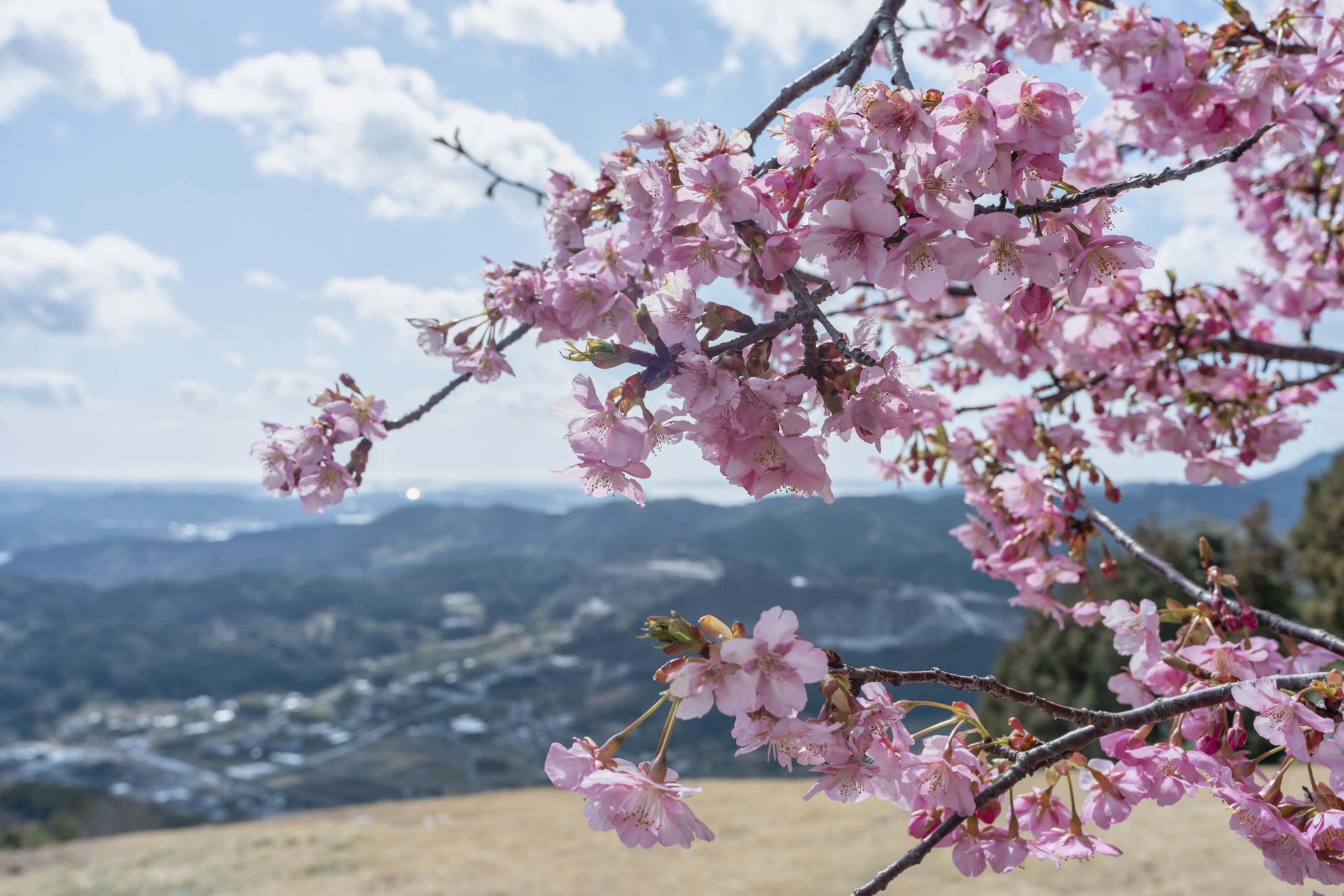 Fleurs japonaises avec des montagnes main product photo