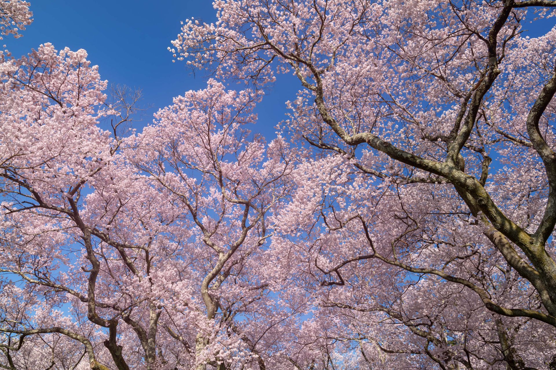 Fleurs avec un ciel bleu Fleurs avec un ciel bleu