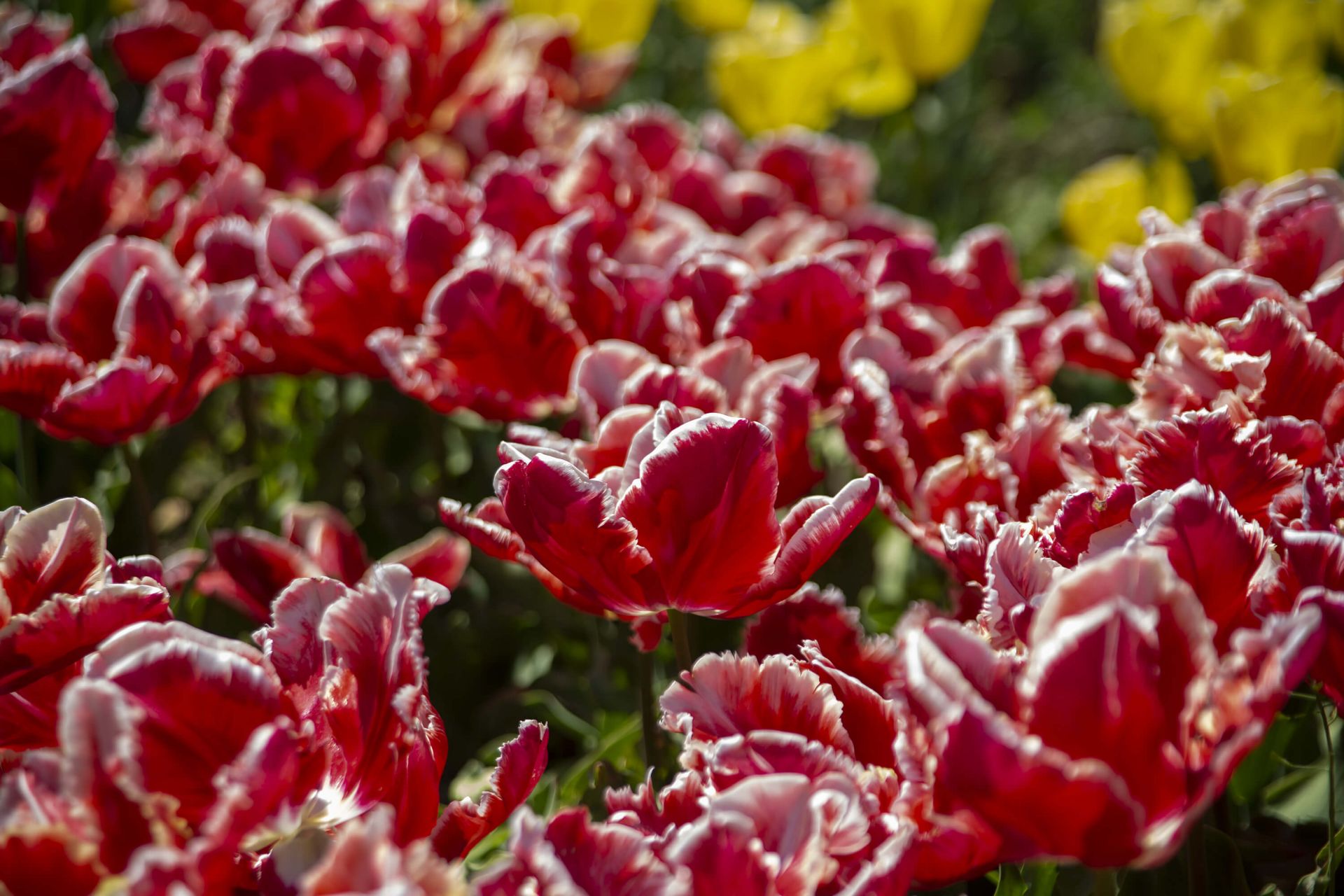 Tulipes rouges