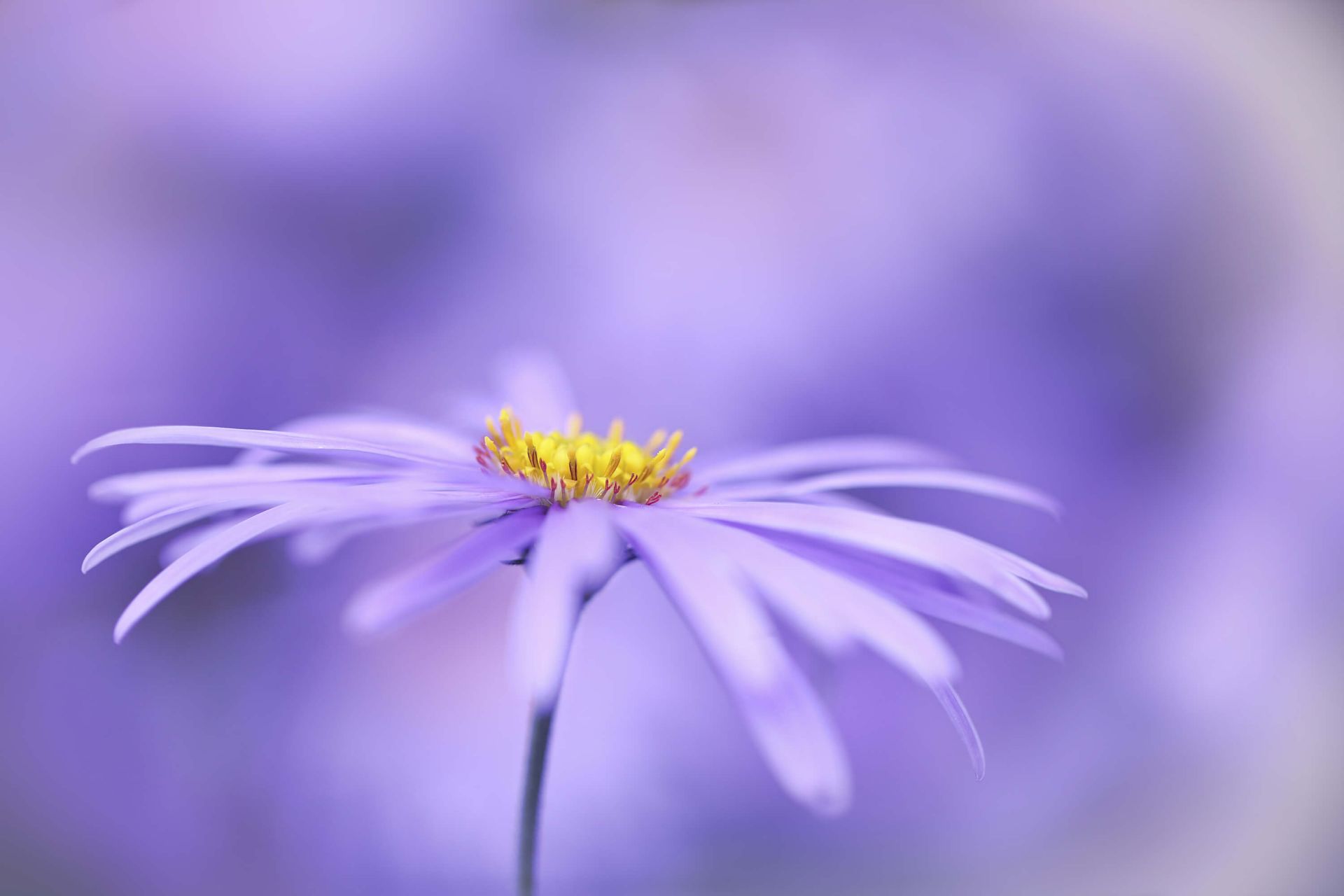 Marguerites violettes main product photo