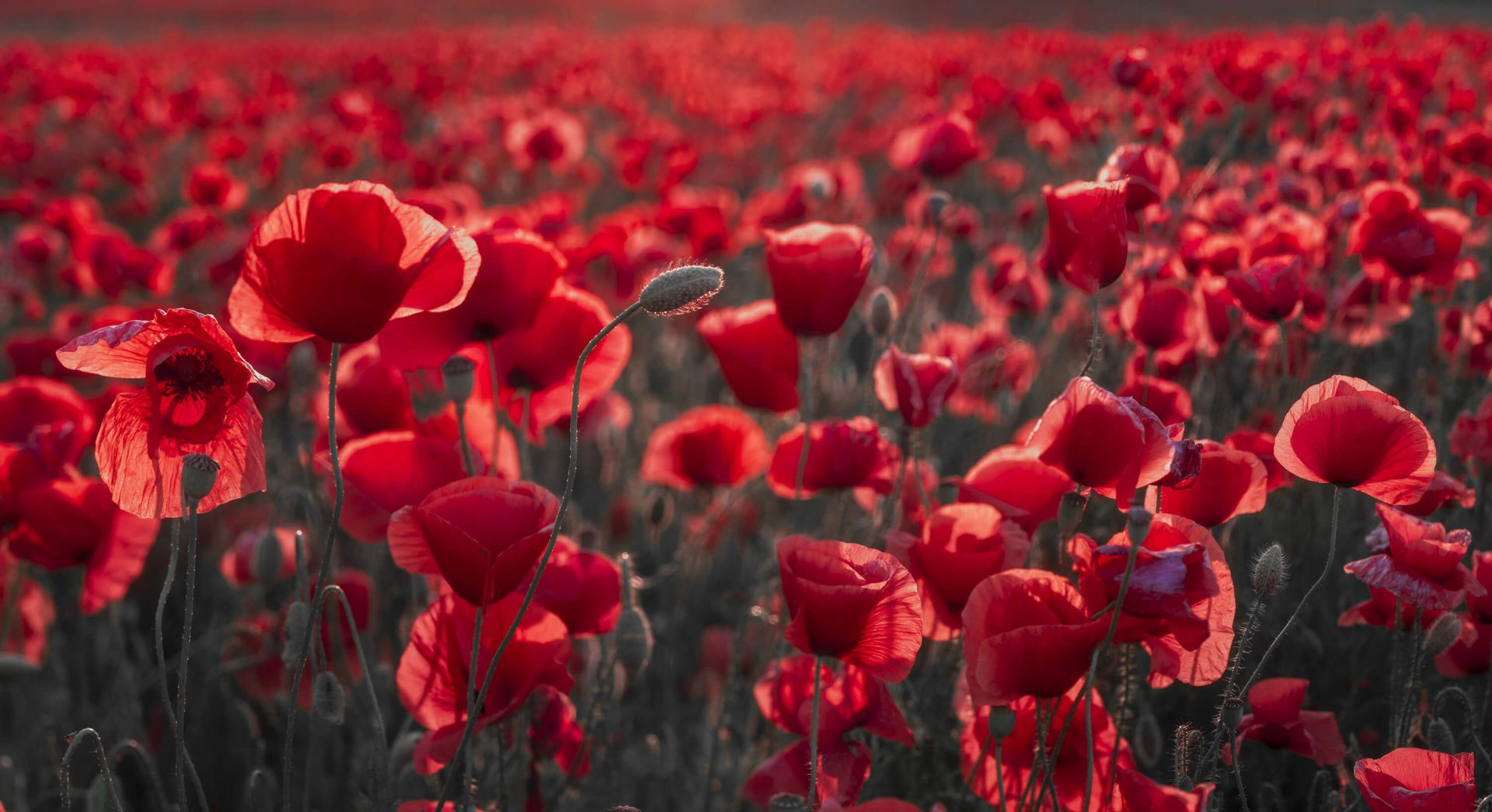 Des coquelicots dans un style sombre main product photo