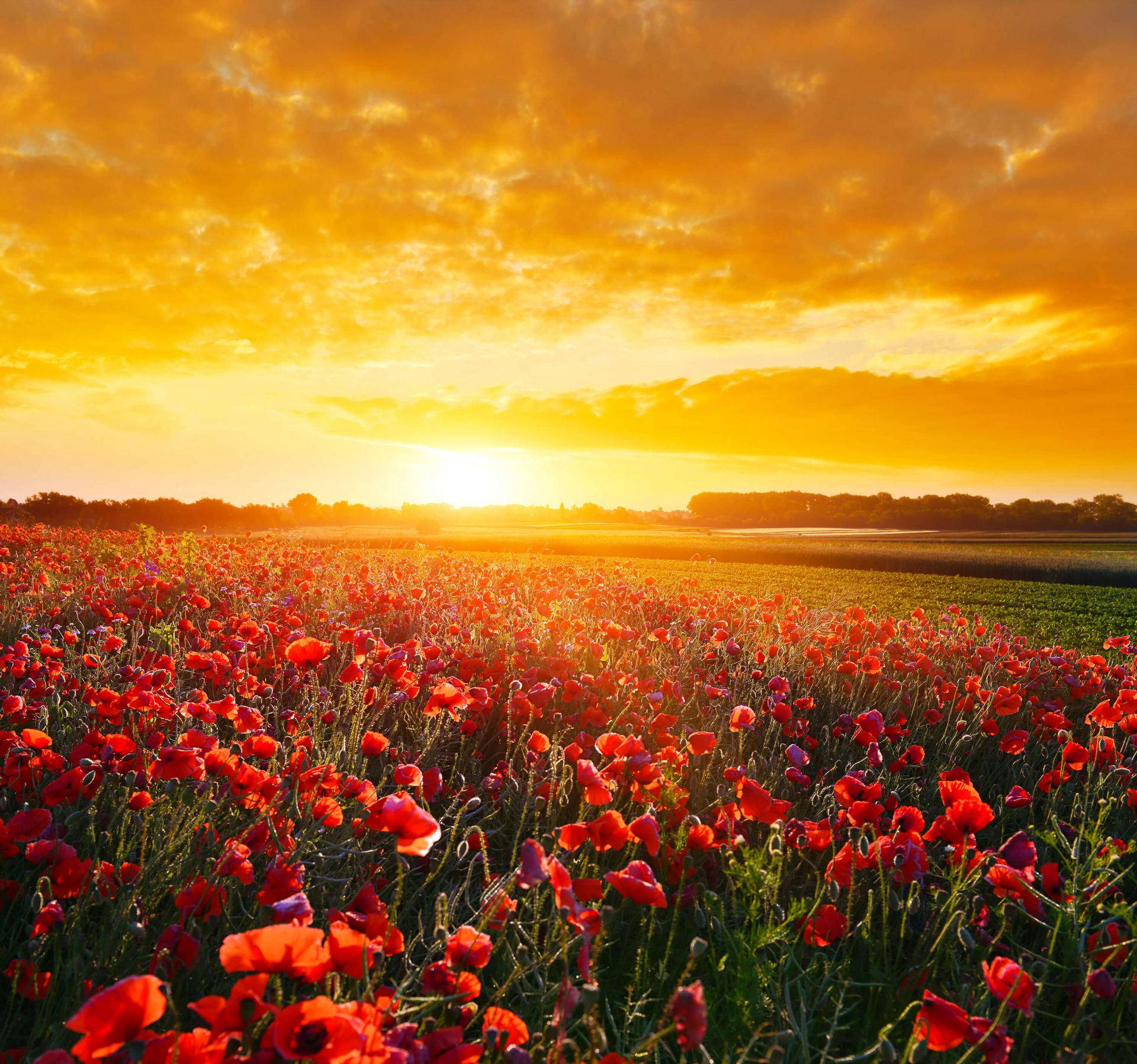 Coquelicots et coucher de soleil main product photo