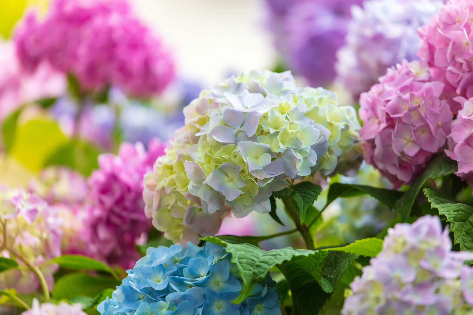 Fleurs colorées main product photo