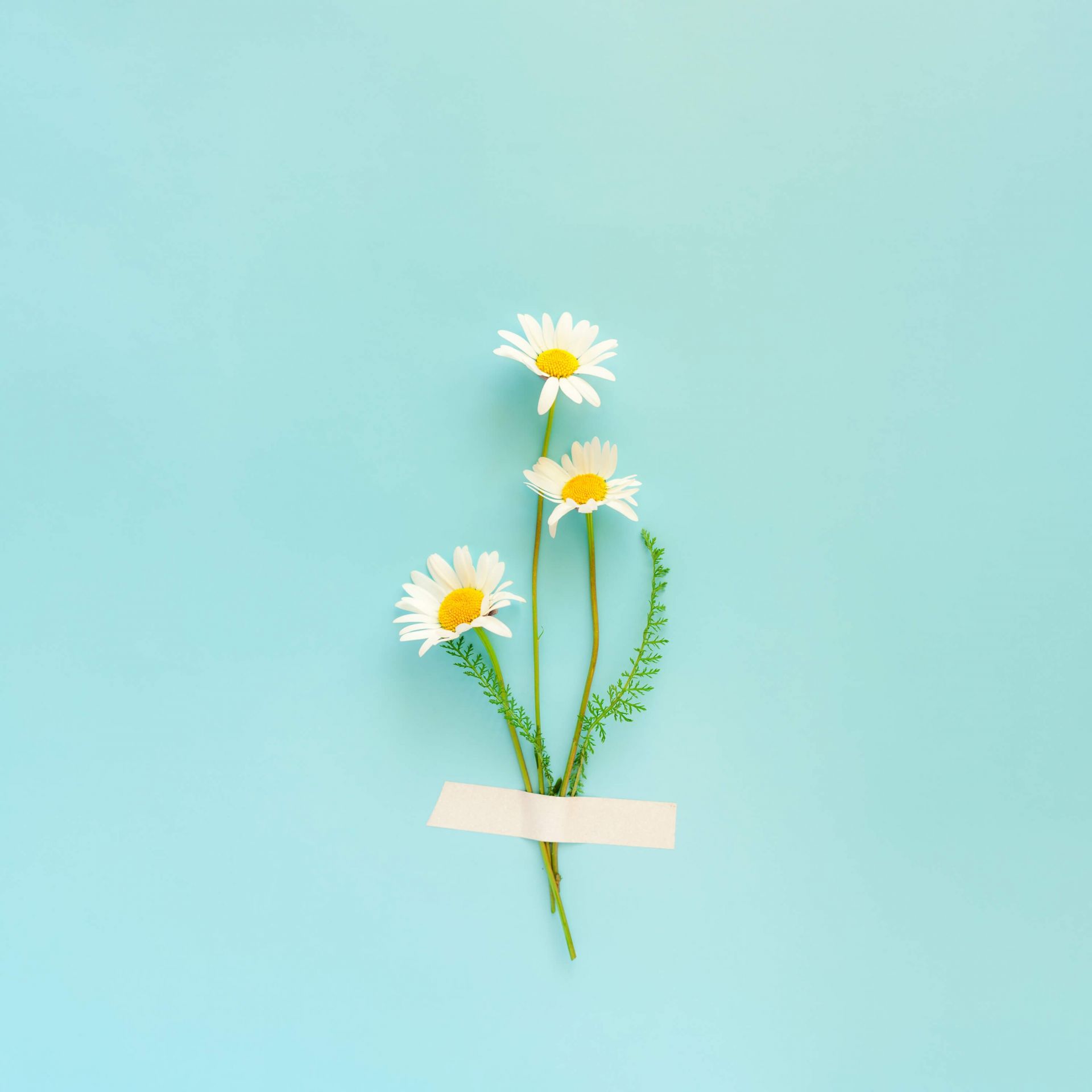 Trois marguerites main product photo