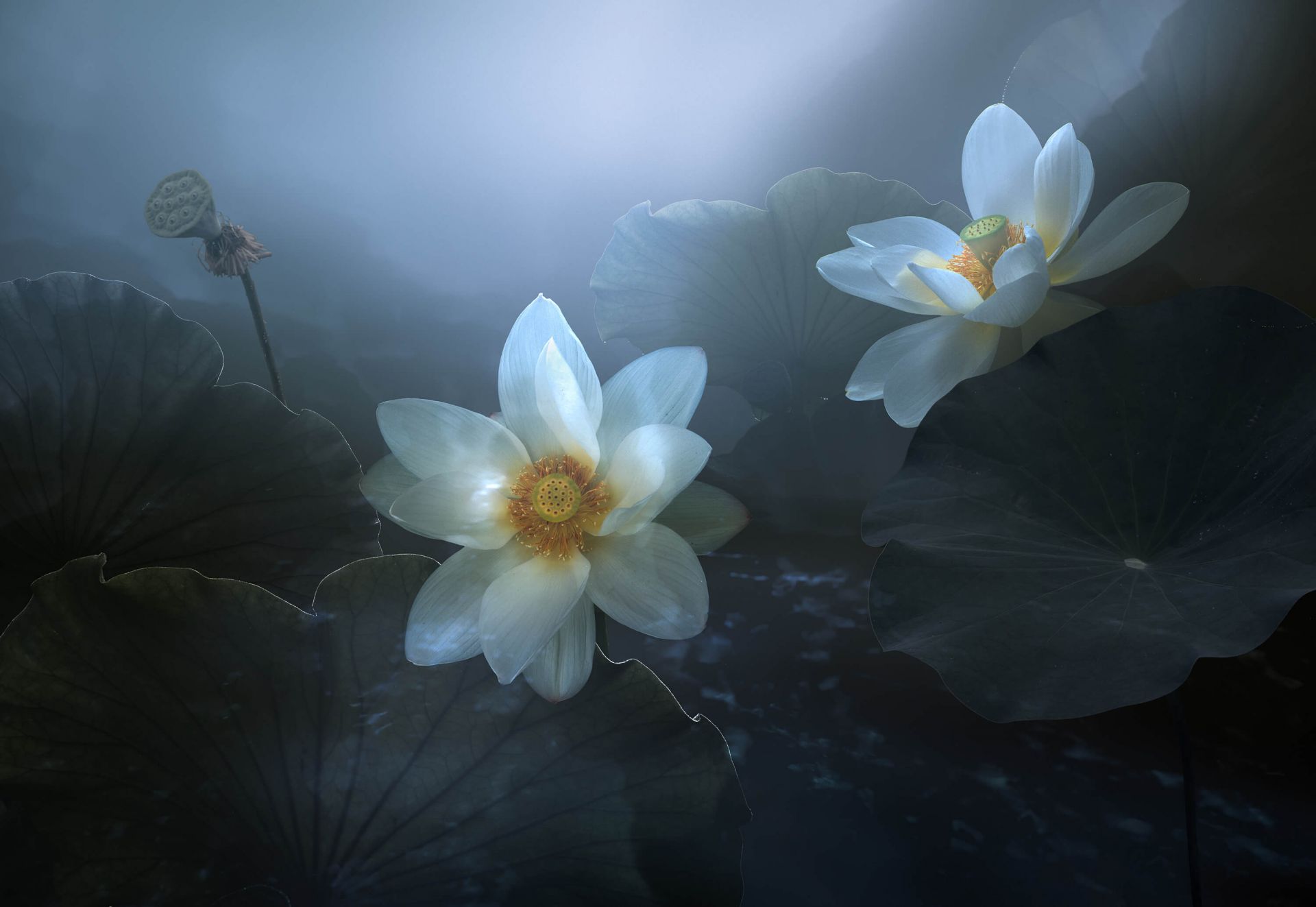 Fantasy Lotus Fantasy Lotus