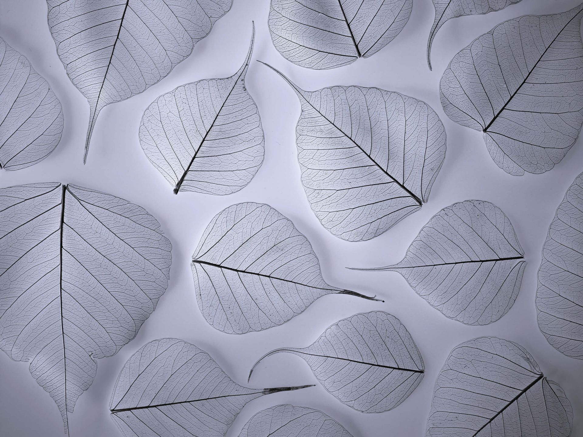 Feuilles